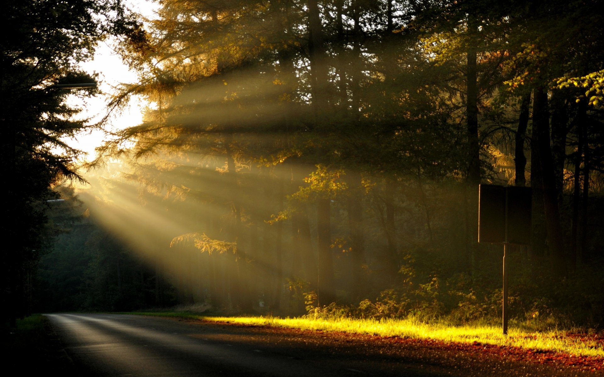 natura foresta alberi strada mattina alba sole raggi