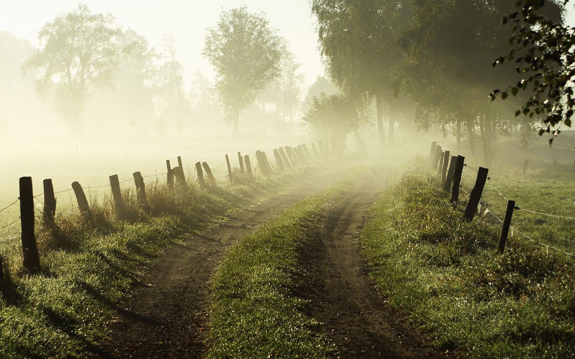 matin aube brouillard route herbe clôture clôture arbres nature