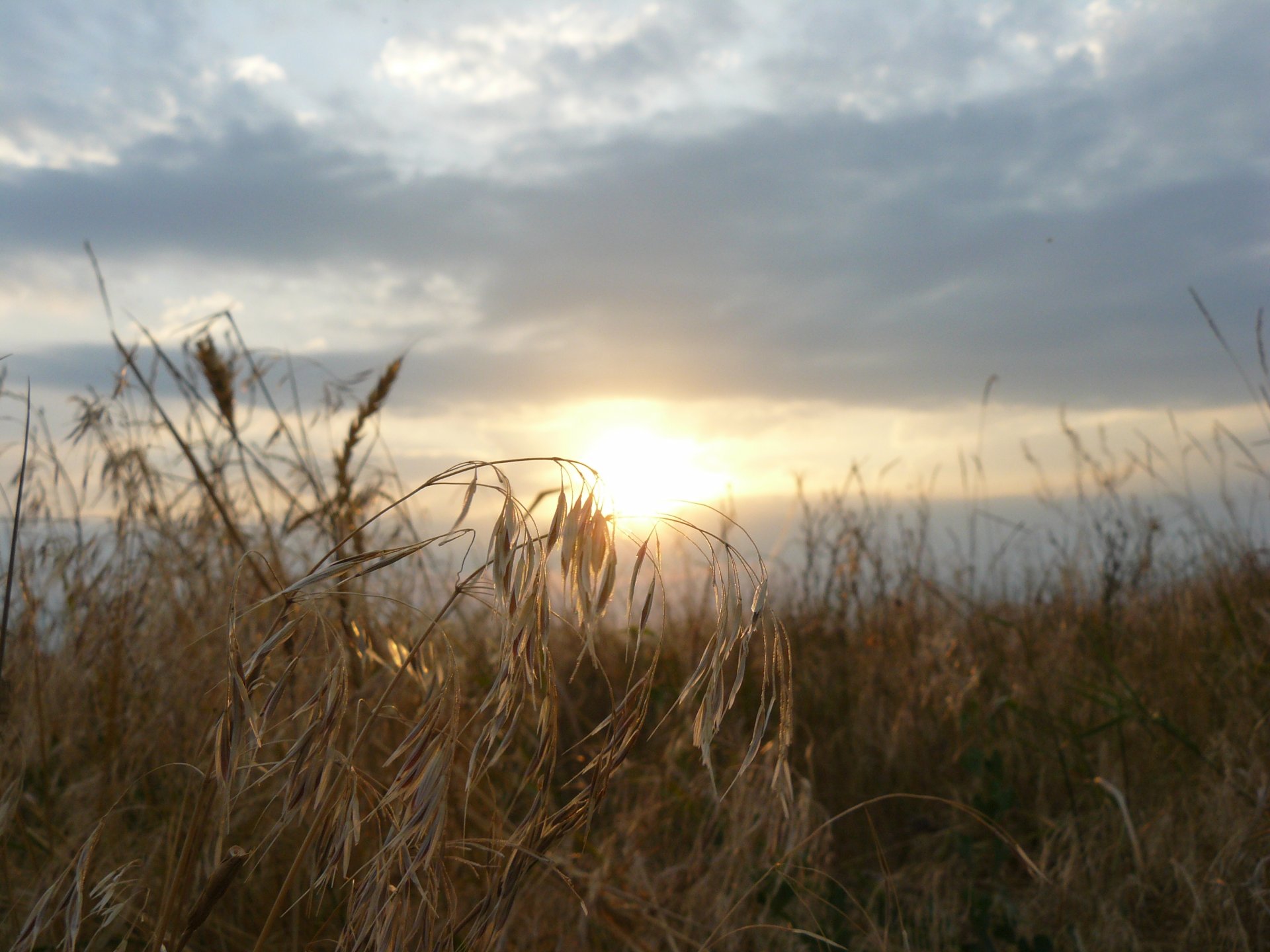 taman dawn ear