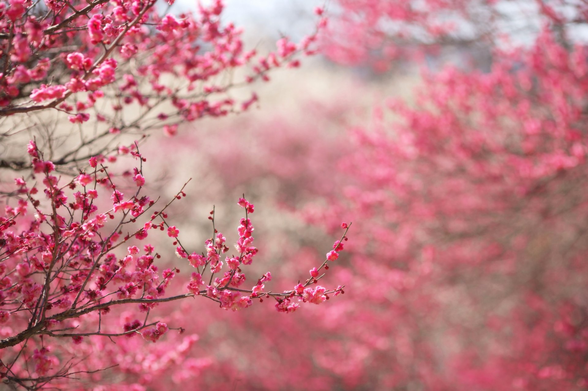 sakura rose floraison branches brindilles fond mise au point printemps fleurs nature