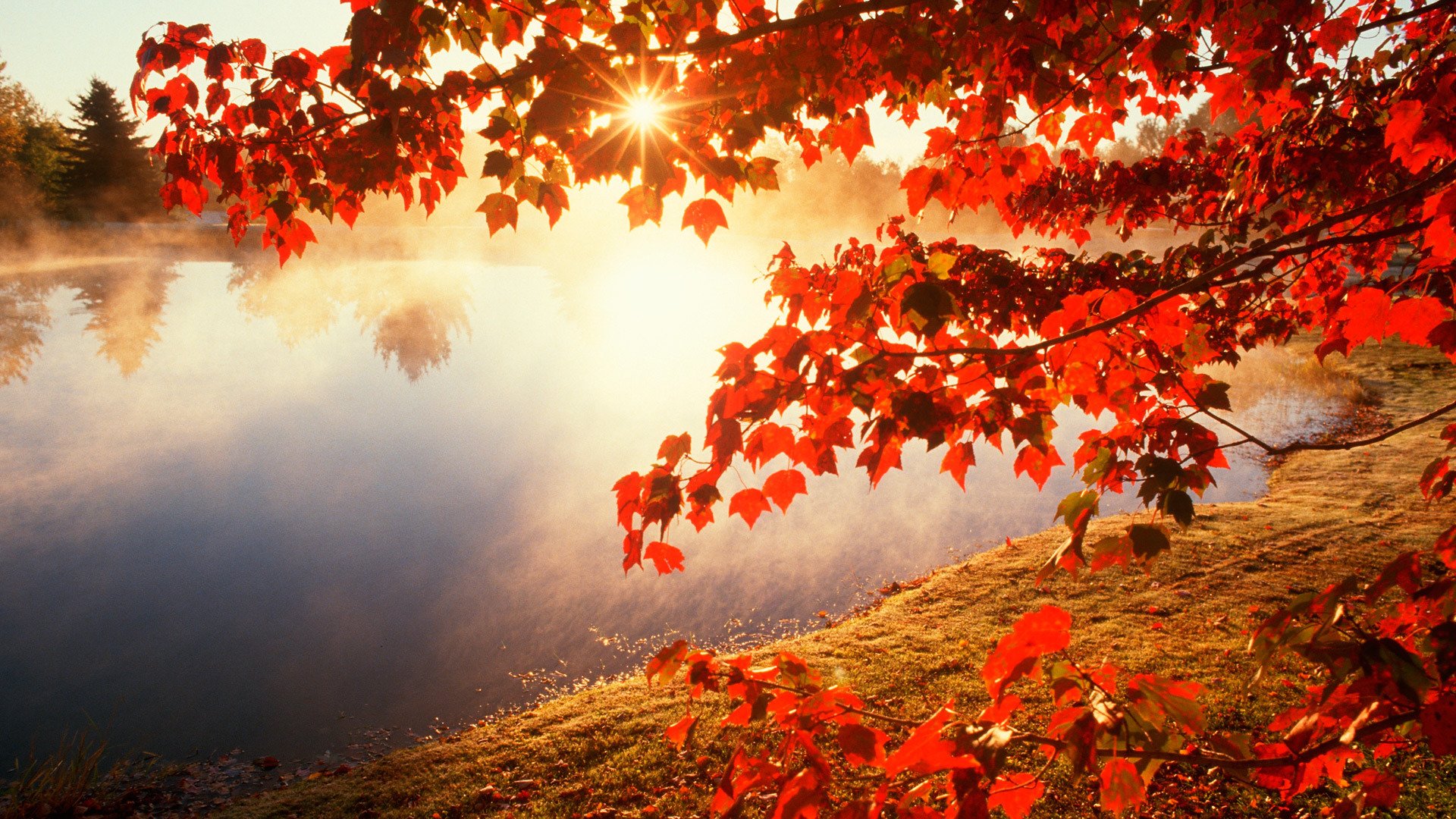 herbst blätter sonne