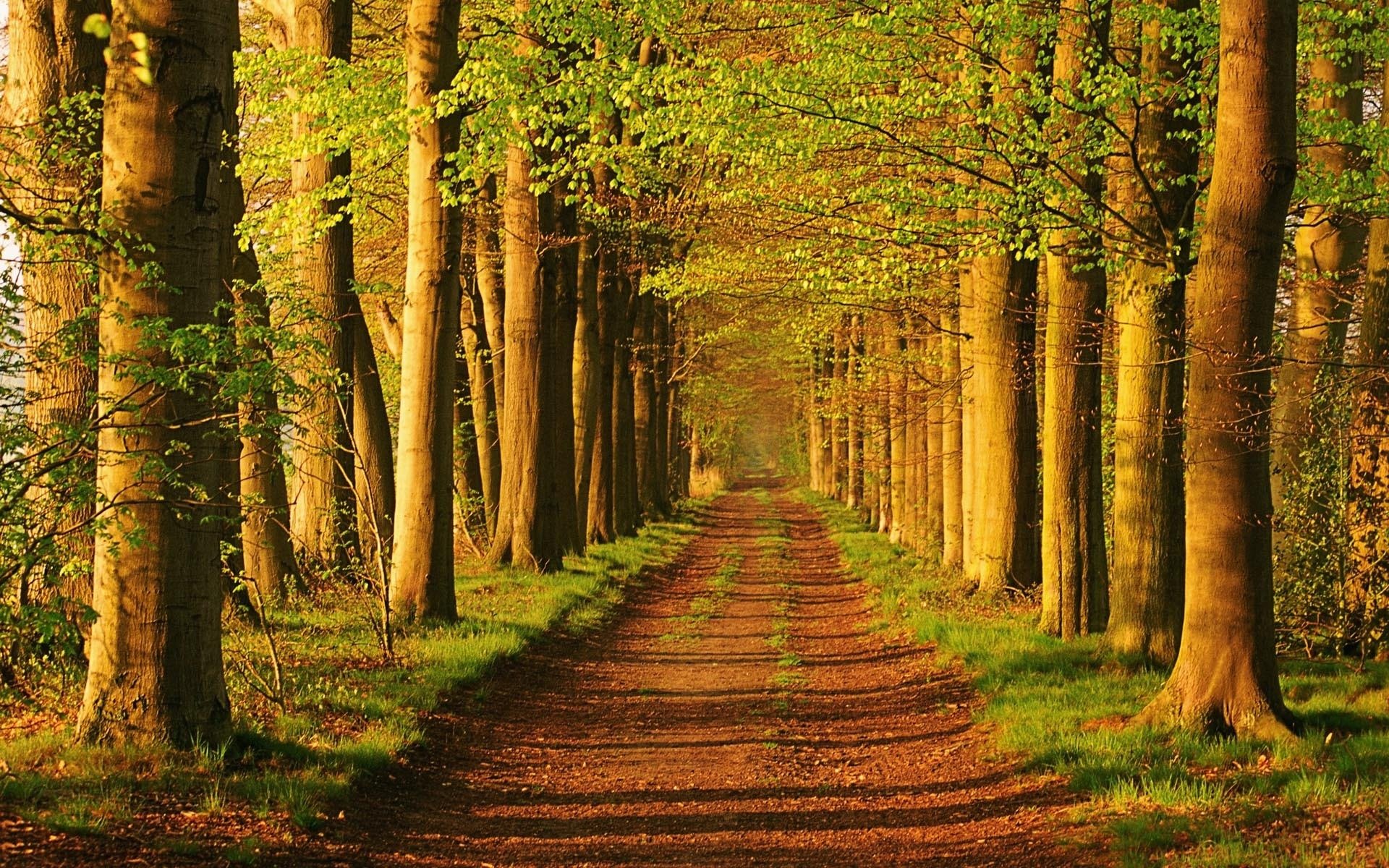 vicolo alberi strada luce verde