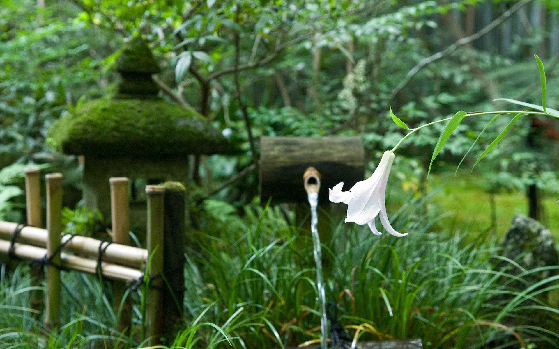 japon jardin lis fleur arbres source clôture