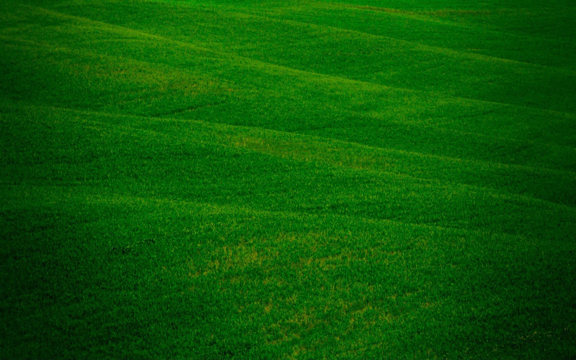 campo campi natura verde freschezza erba erba erba