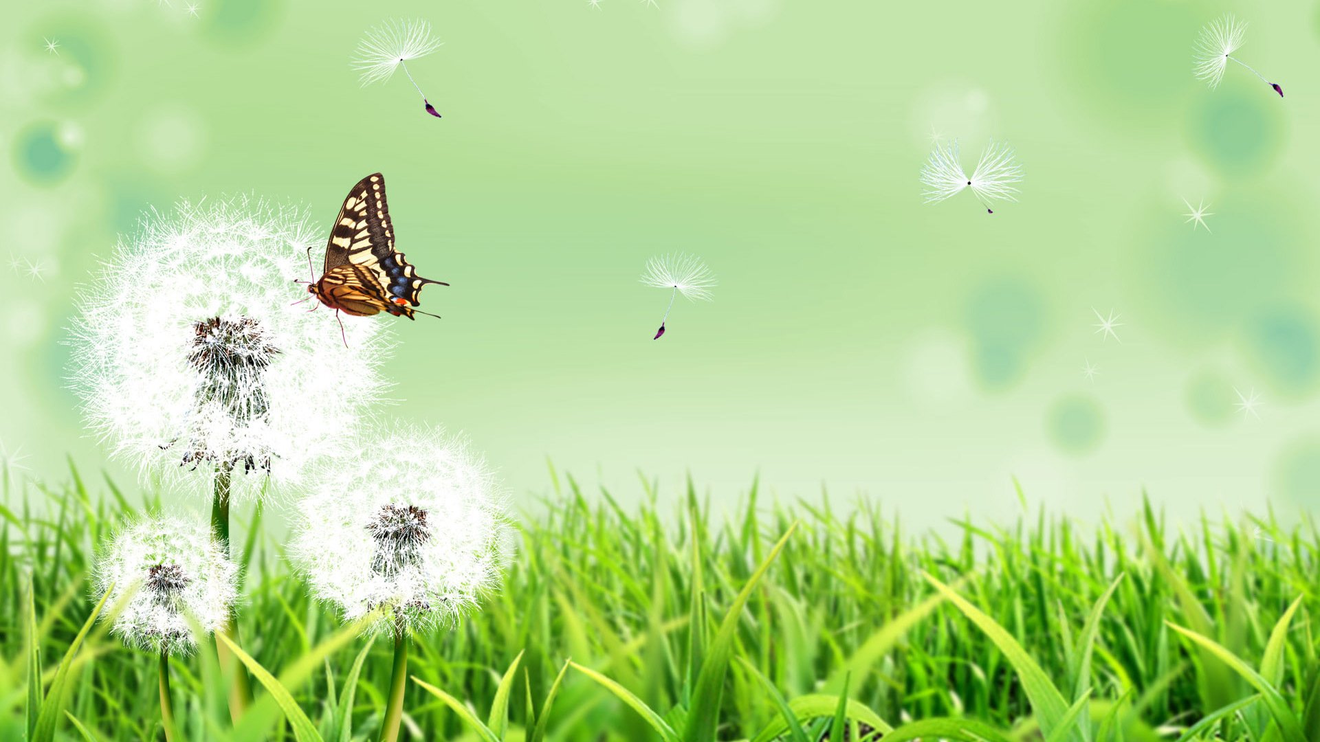 ummer grass nature flower dandelions butterfly background