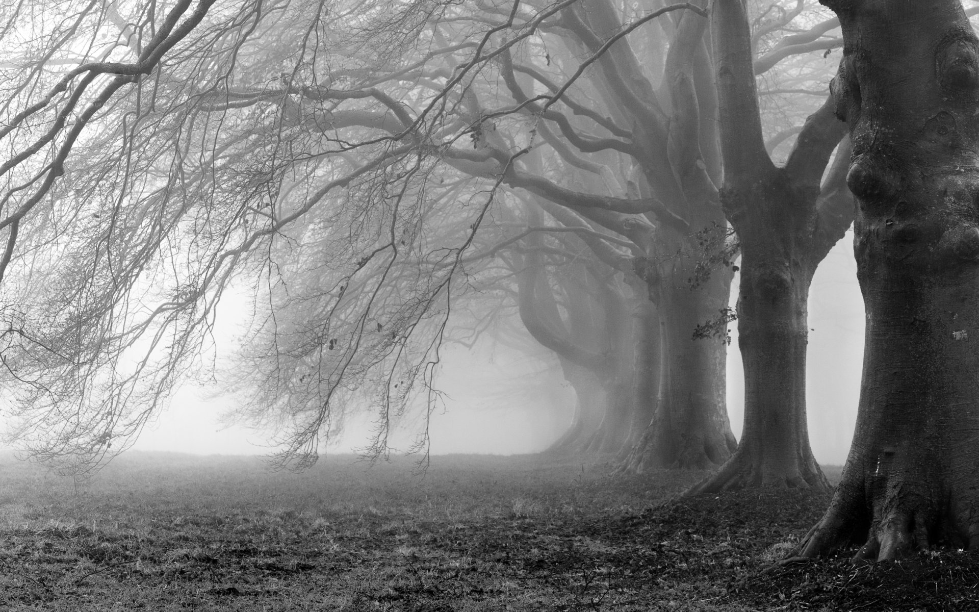 árboles niebla ramas ramas negro blanco foto fondo papel pintado