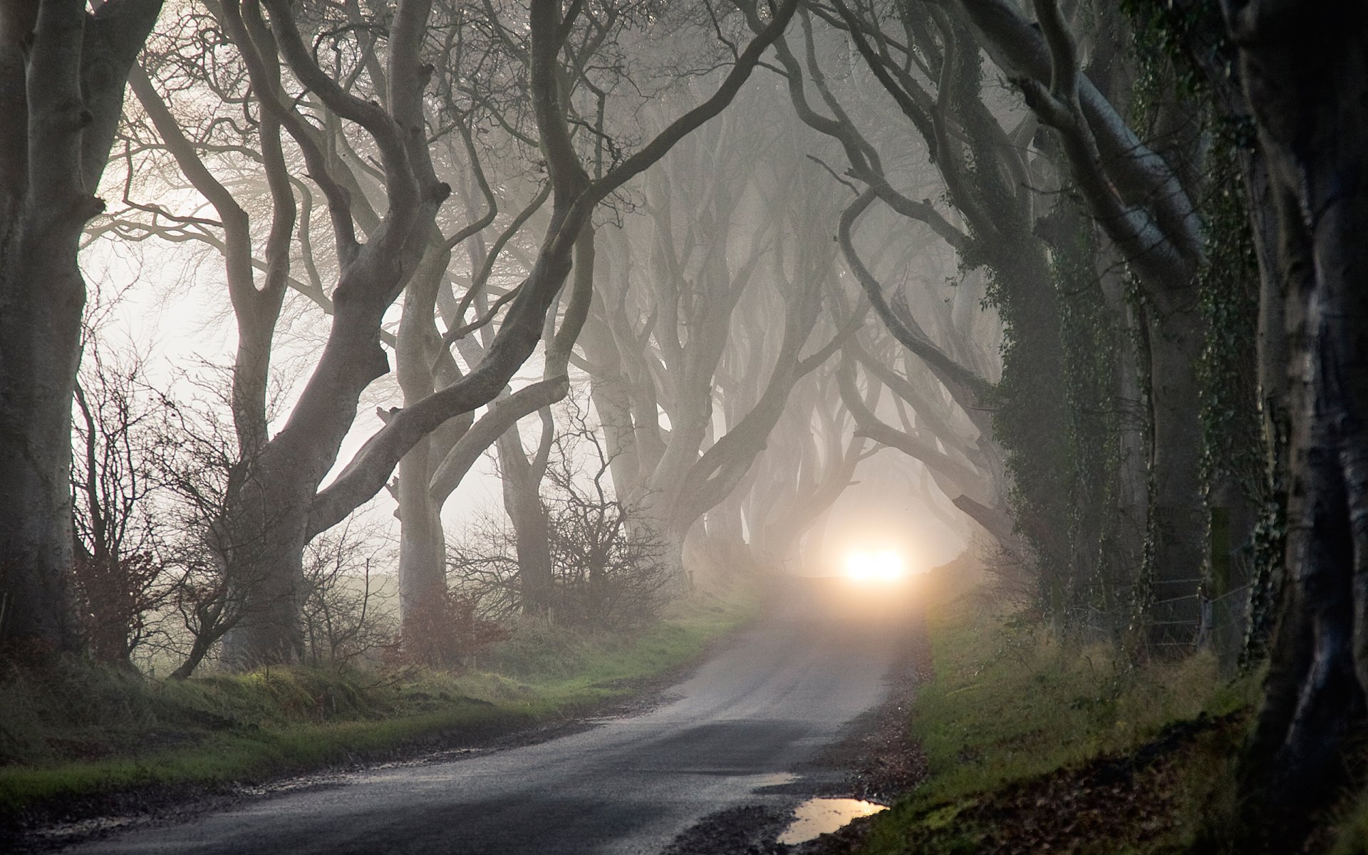 fog mystery darkness light tree autumn