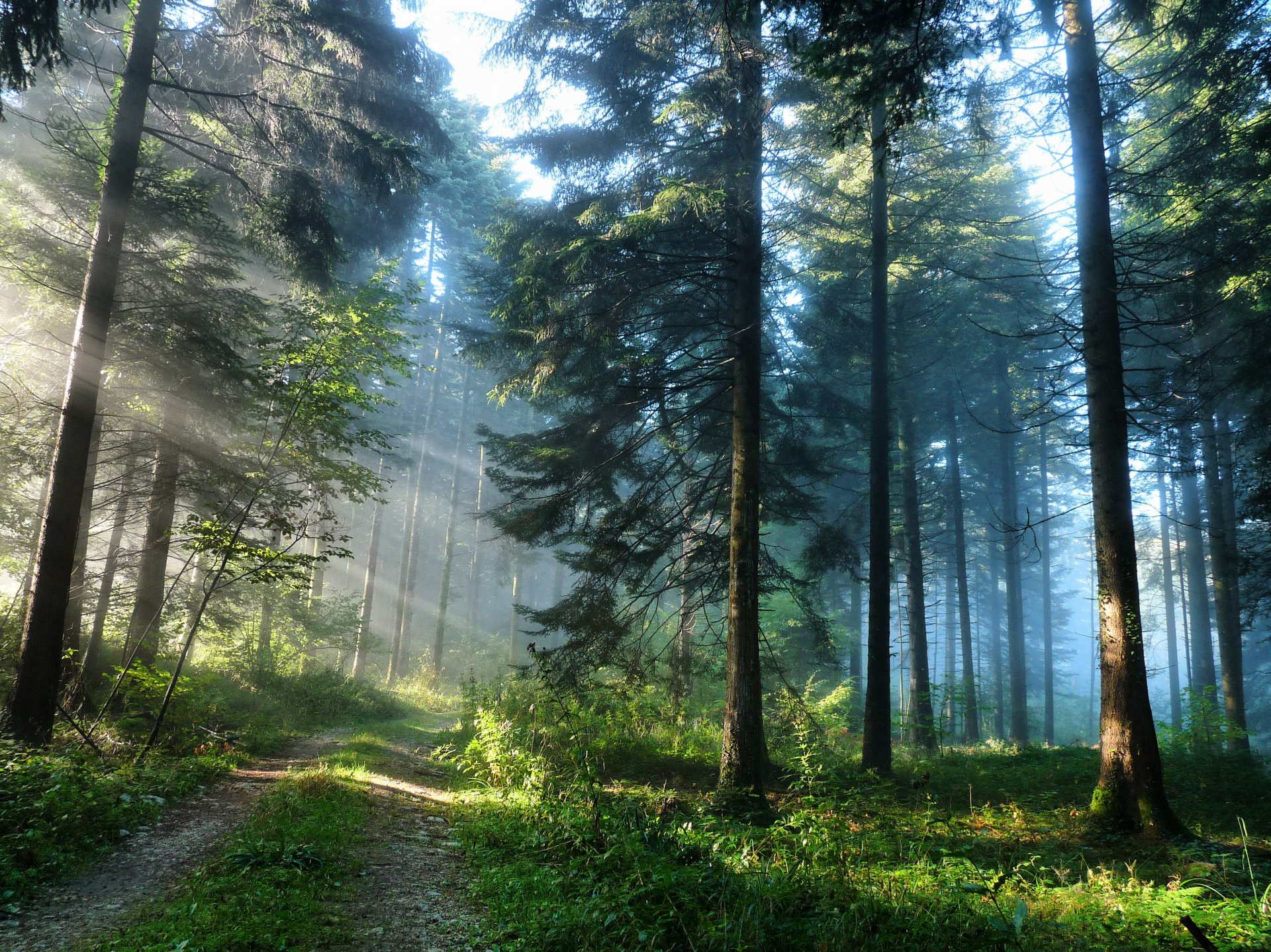 natura droga las światło