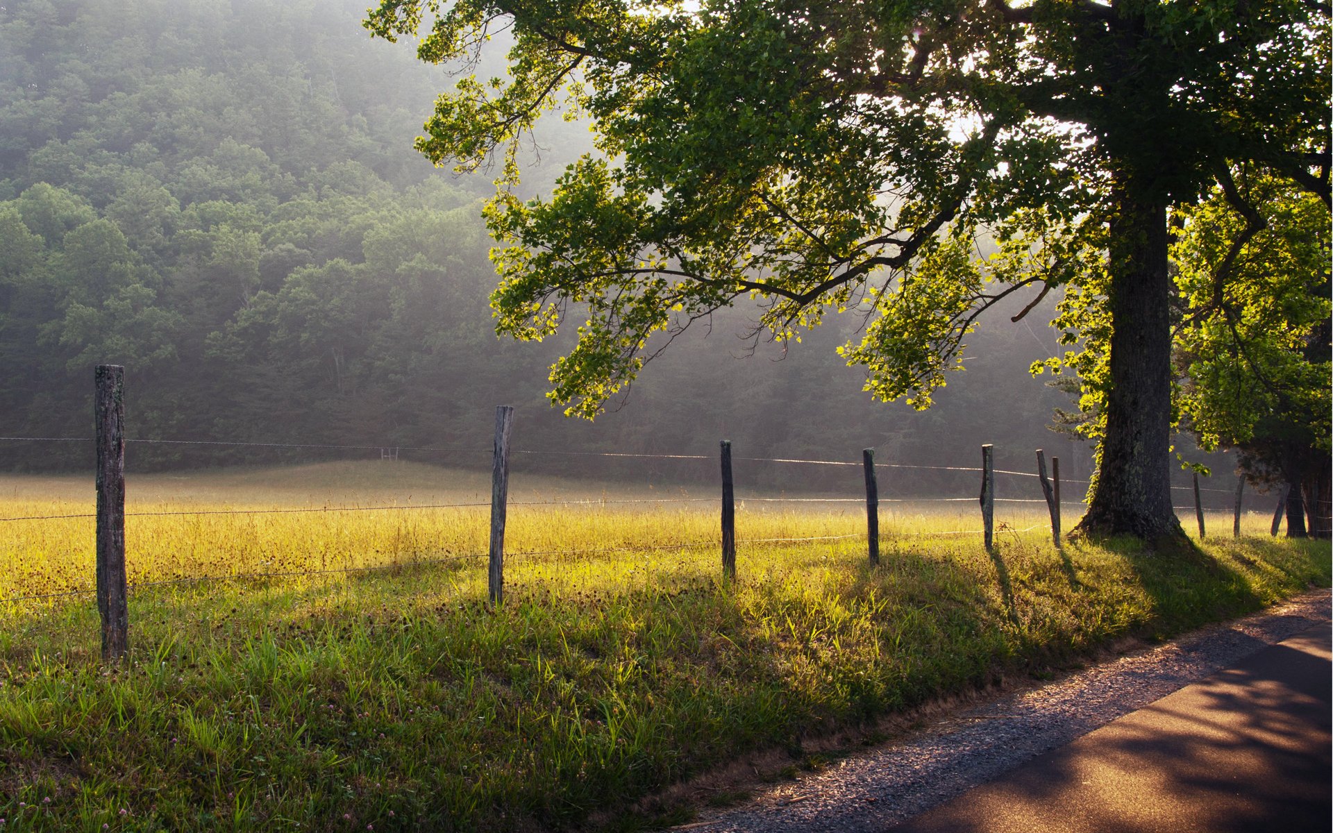 naturaleza árbol hierba valla carretera niebla amanecer rayos sol