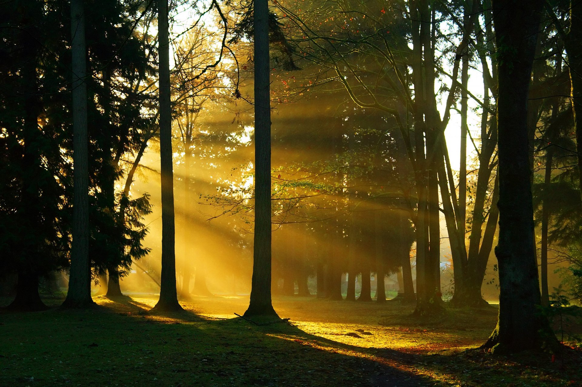 forest tree trunks branches sunlight nature