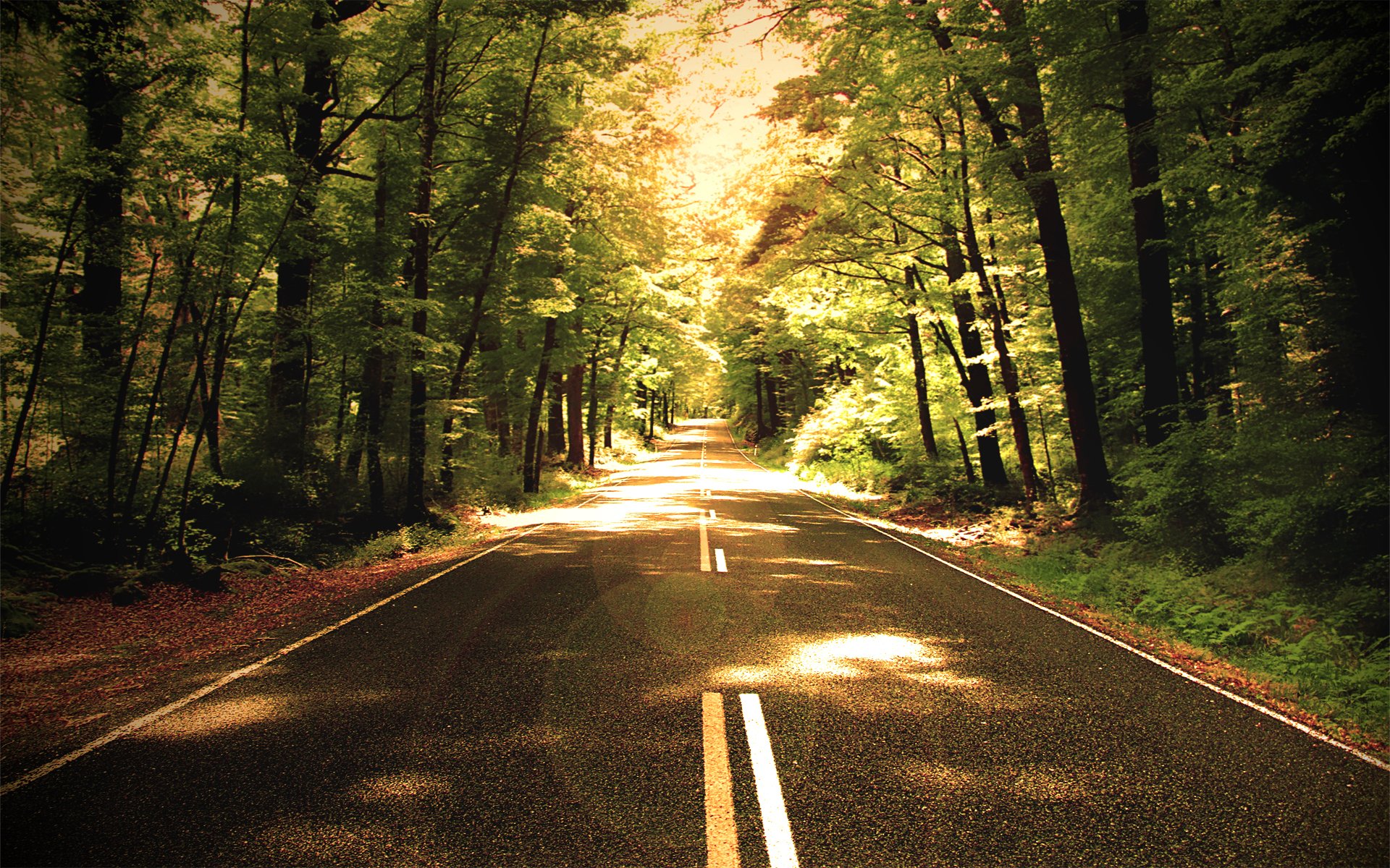 nature forest road the way tree photo