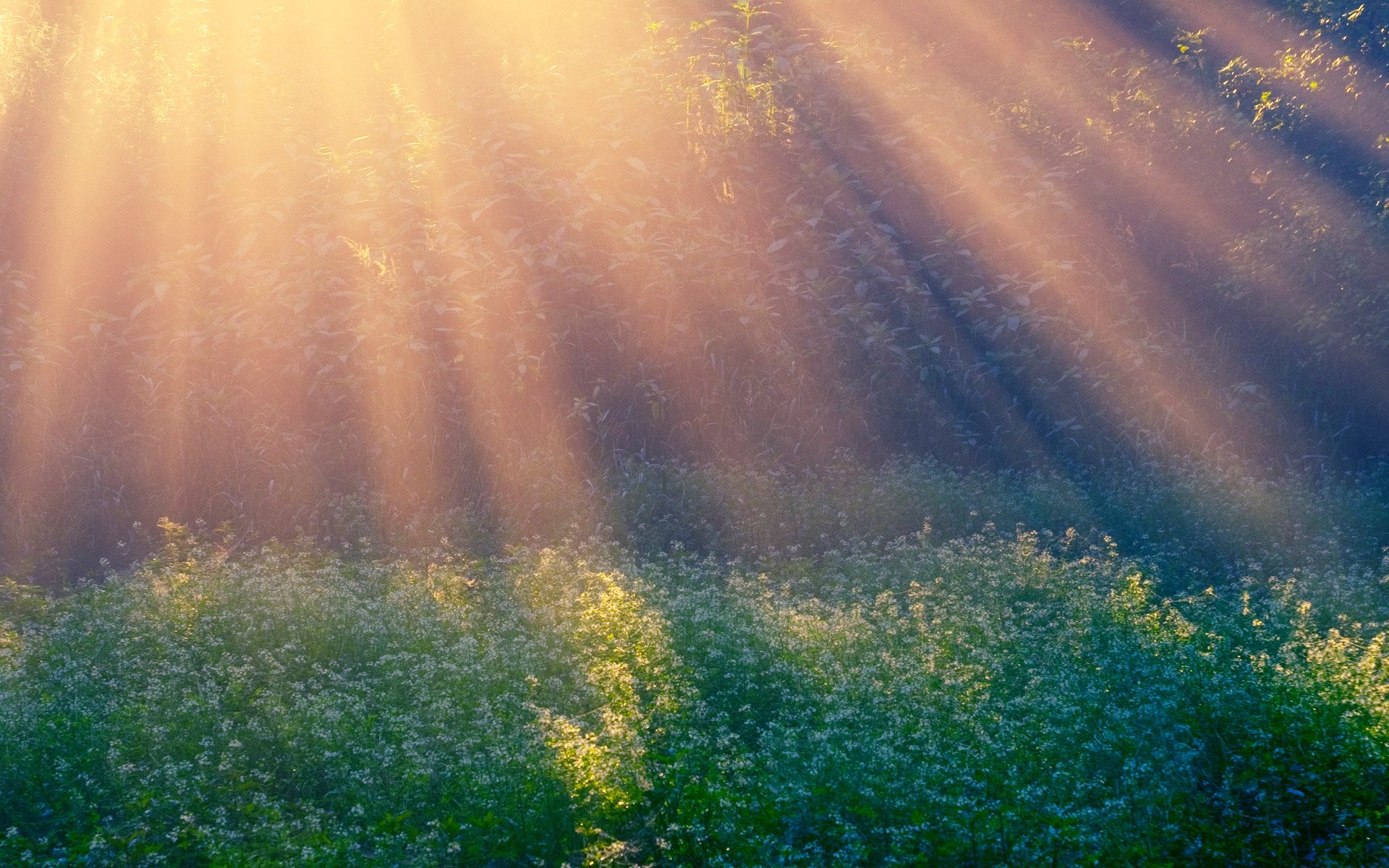 sole del mattino raggi radura mattina