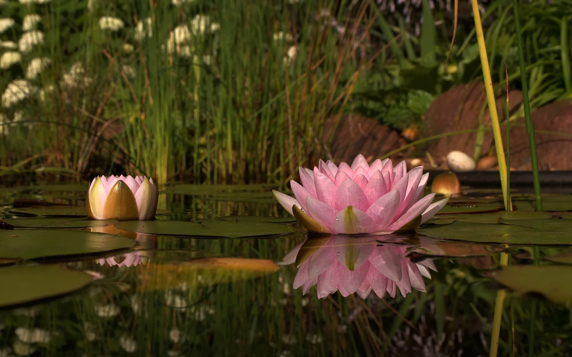 nature flower pink water lily waterlily petals lake