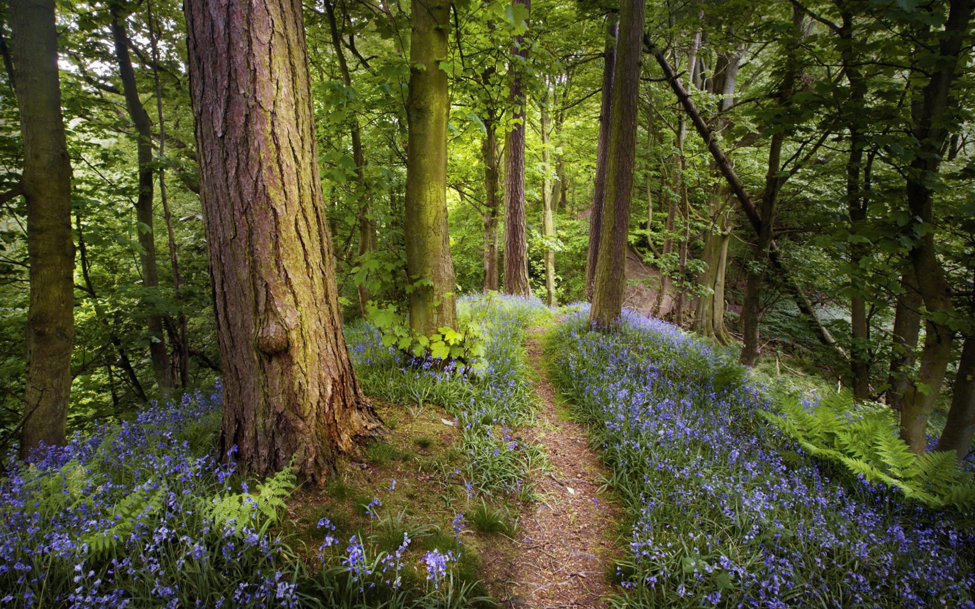 las kwiaty paproć drzewa pnie szlak ścieżka wiosna natura