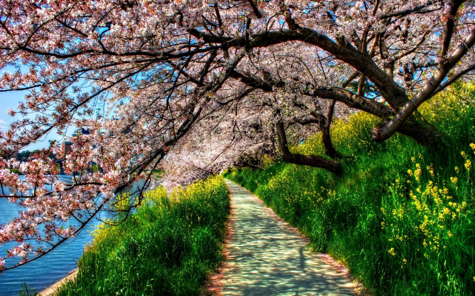 primavera sentiero fiume alberi fiori di ciliegio verde erba hdr