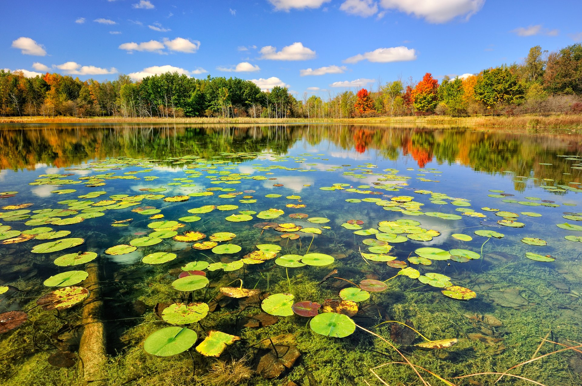 naturaleza otoño lago bosque