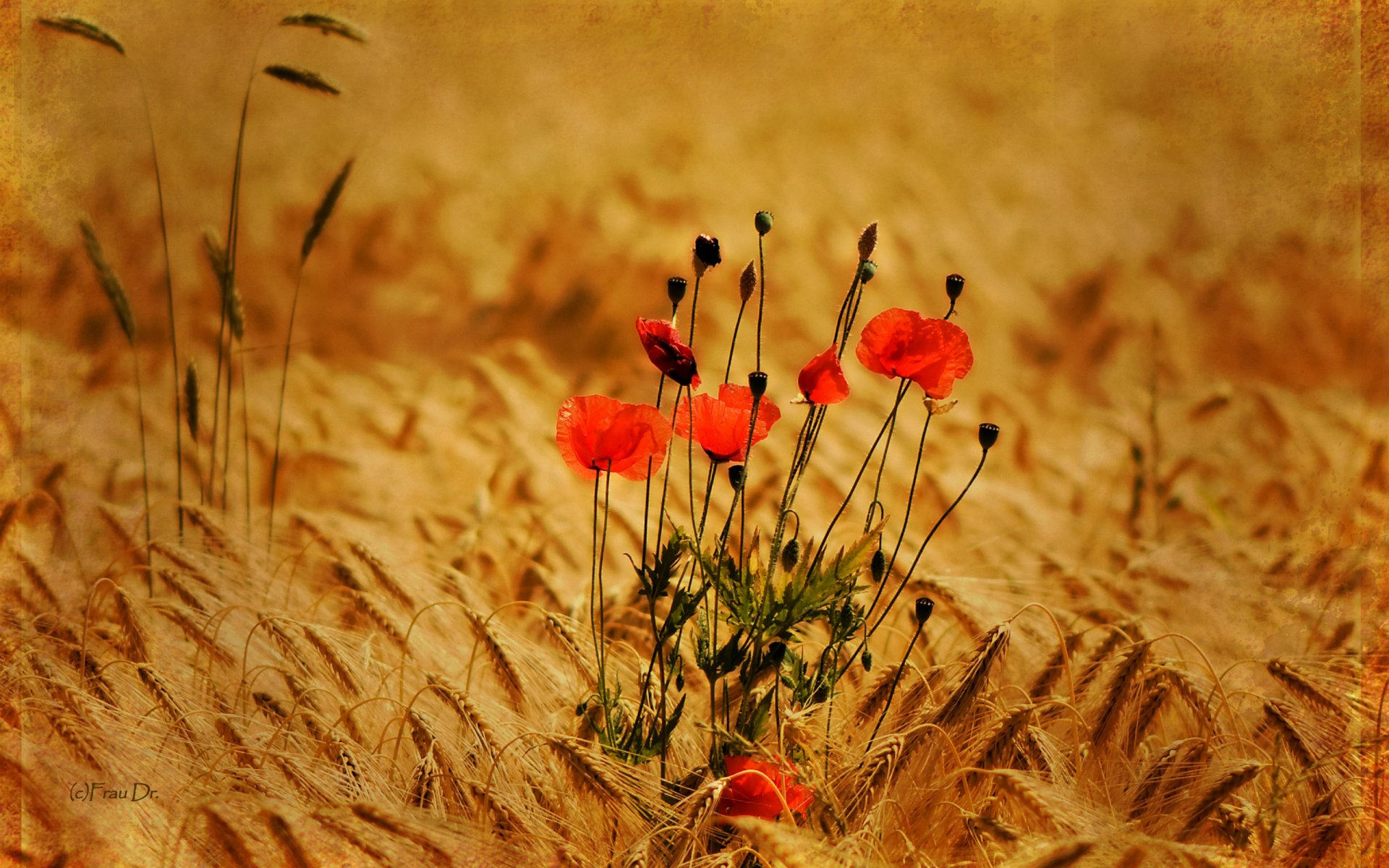 nature plantes champ épillets fleurs coquelicots photo fond fond d écran