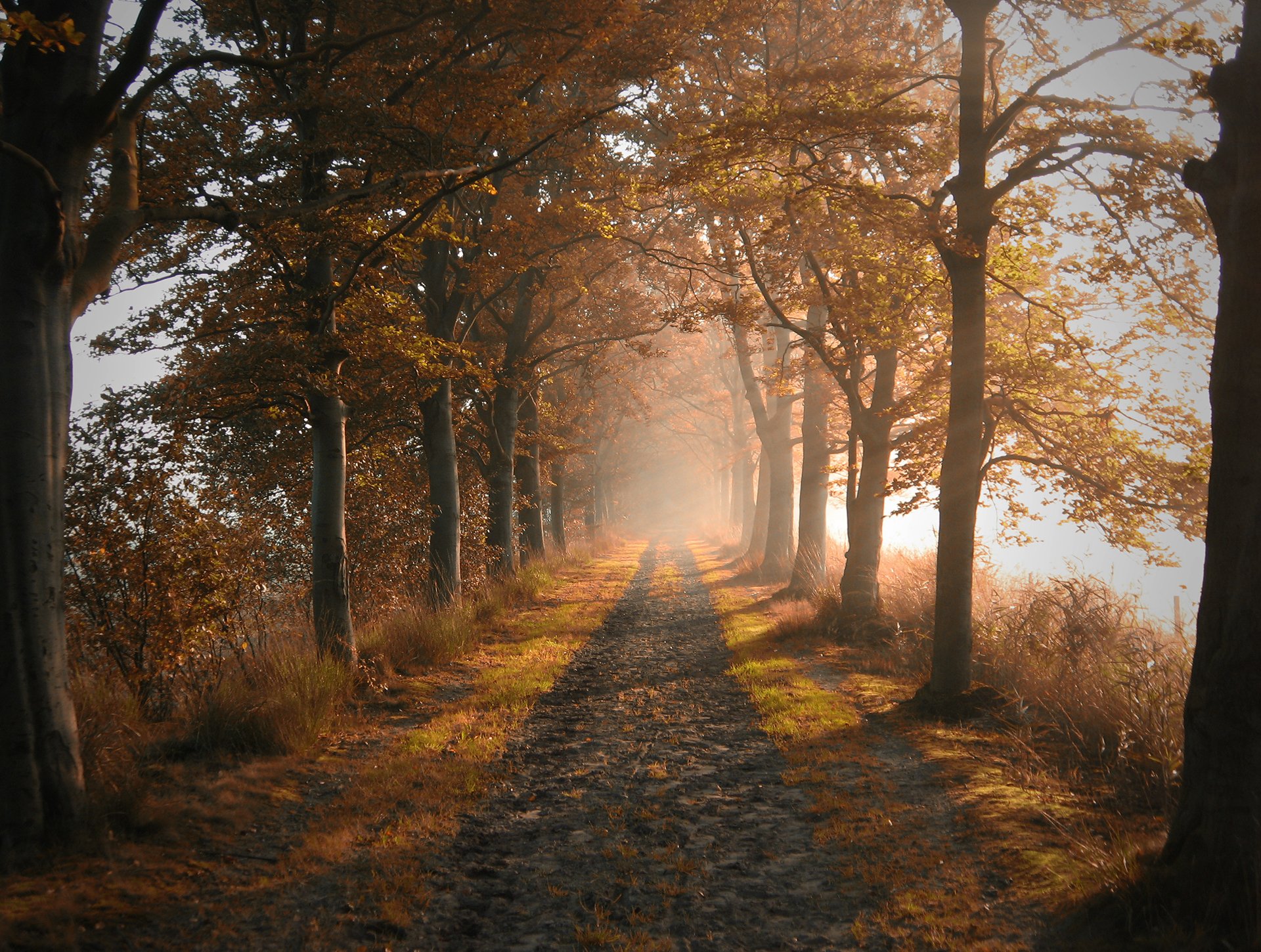 natur straße bäume herbst