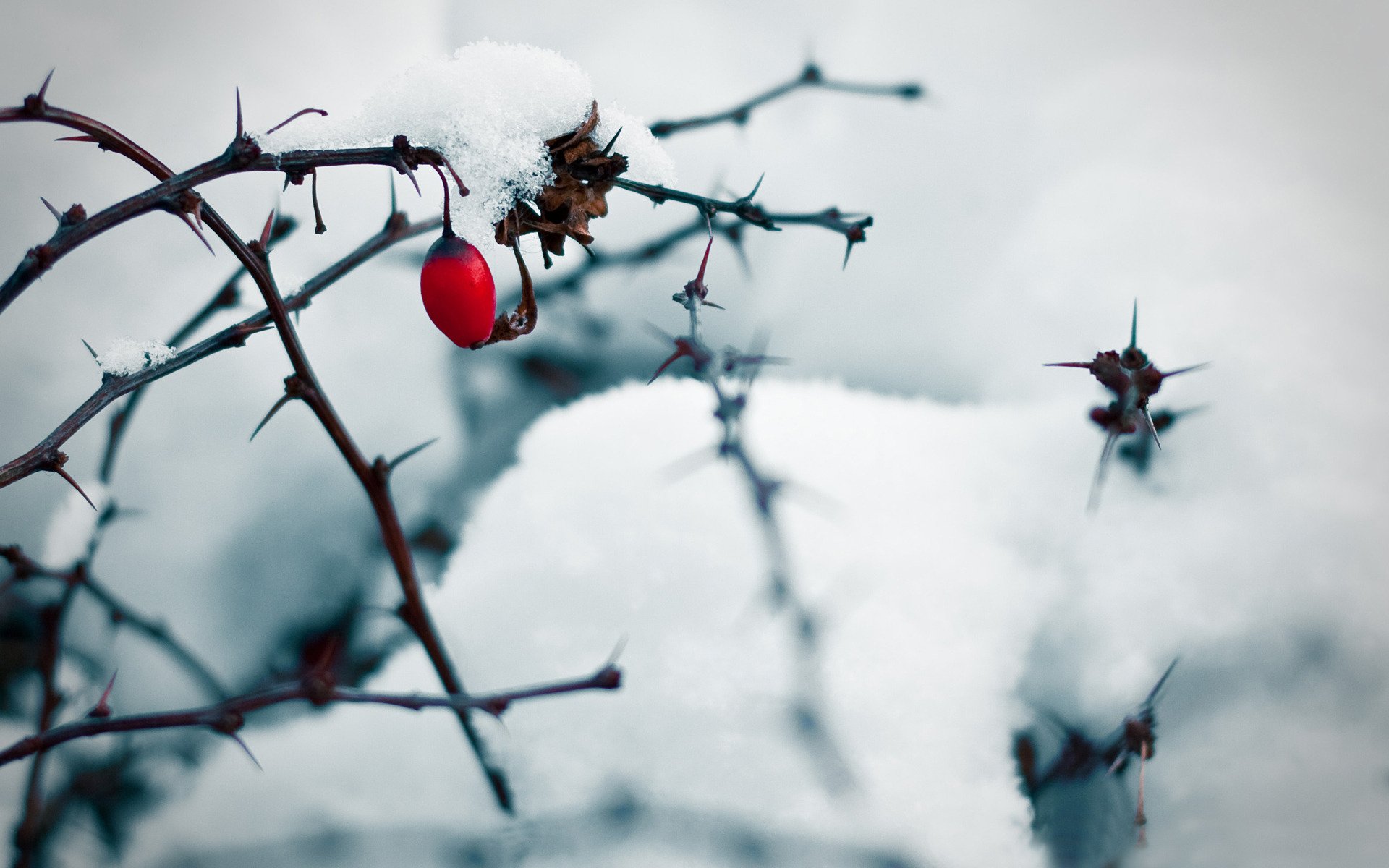 branches thorn dog rose snow berry next