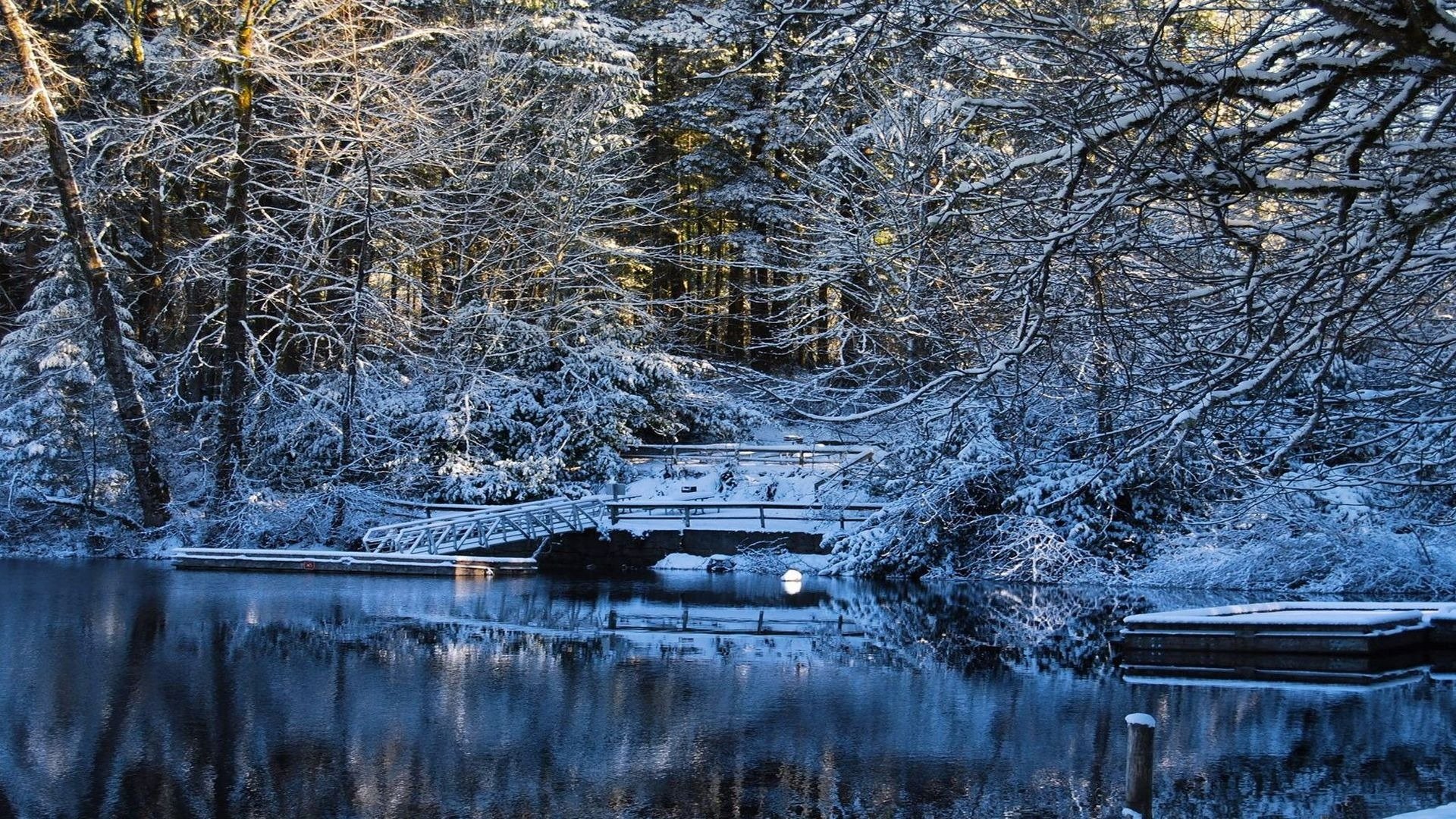 now water tree lake bridge