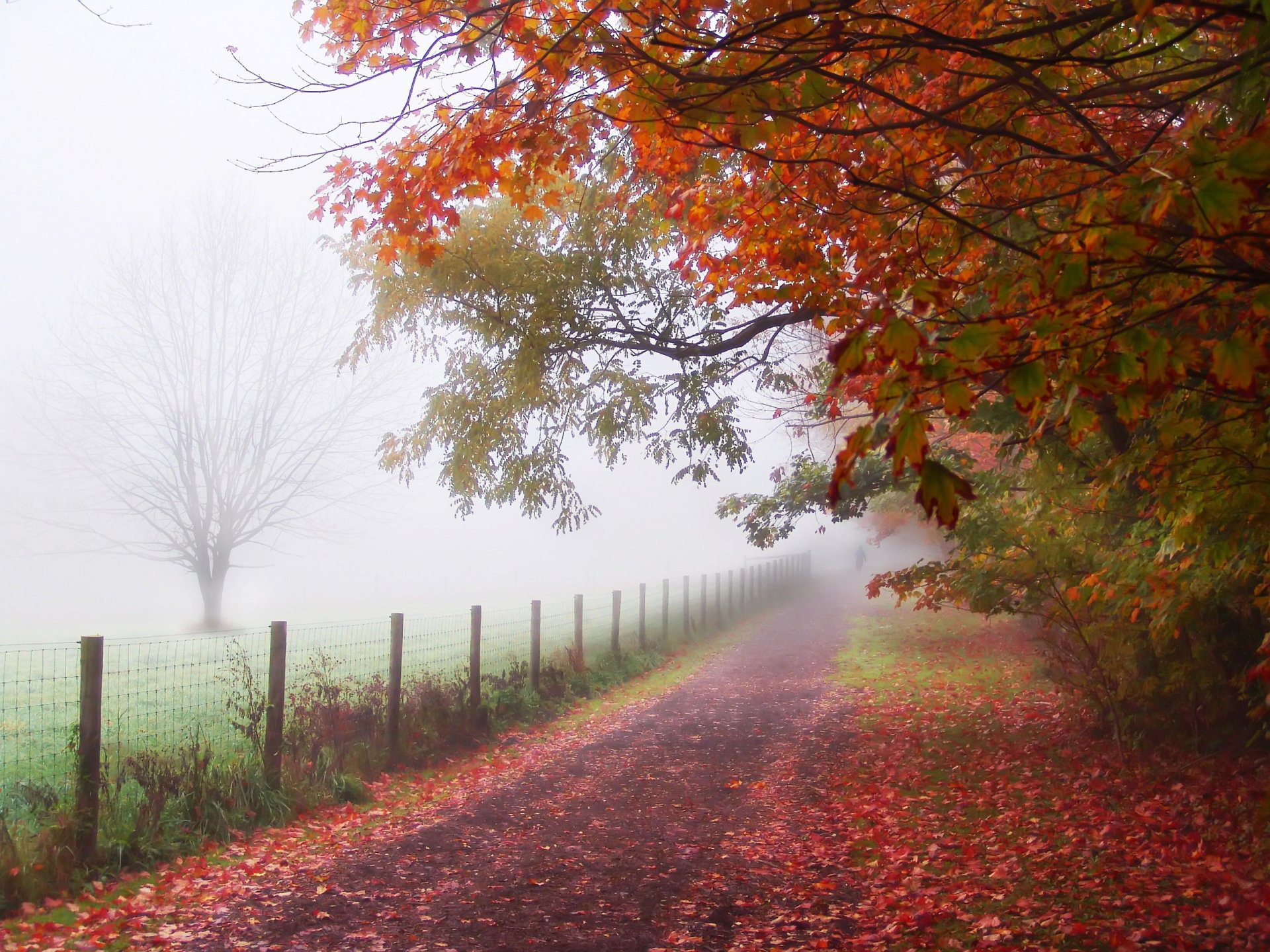 automne homme parc brouillard clôture passerelle sentier arbres feuilles