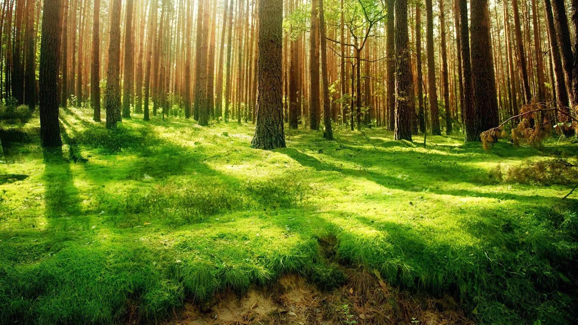 wald bäume stämme kiefern gras grüns klippe licht strahlen