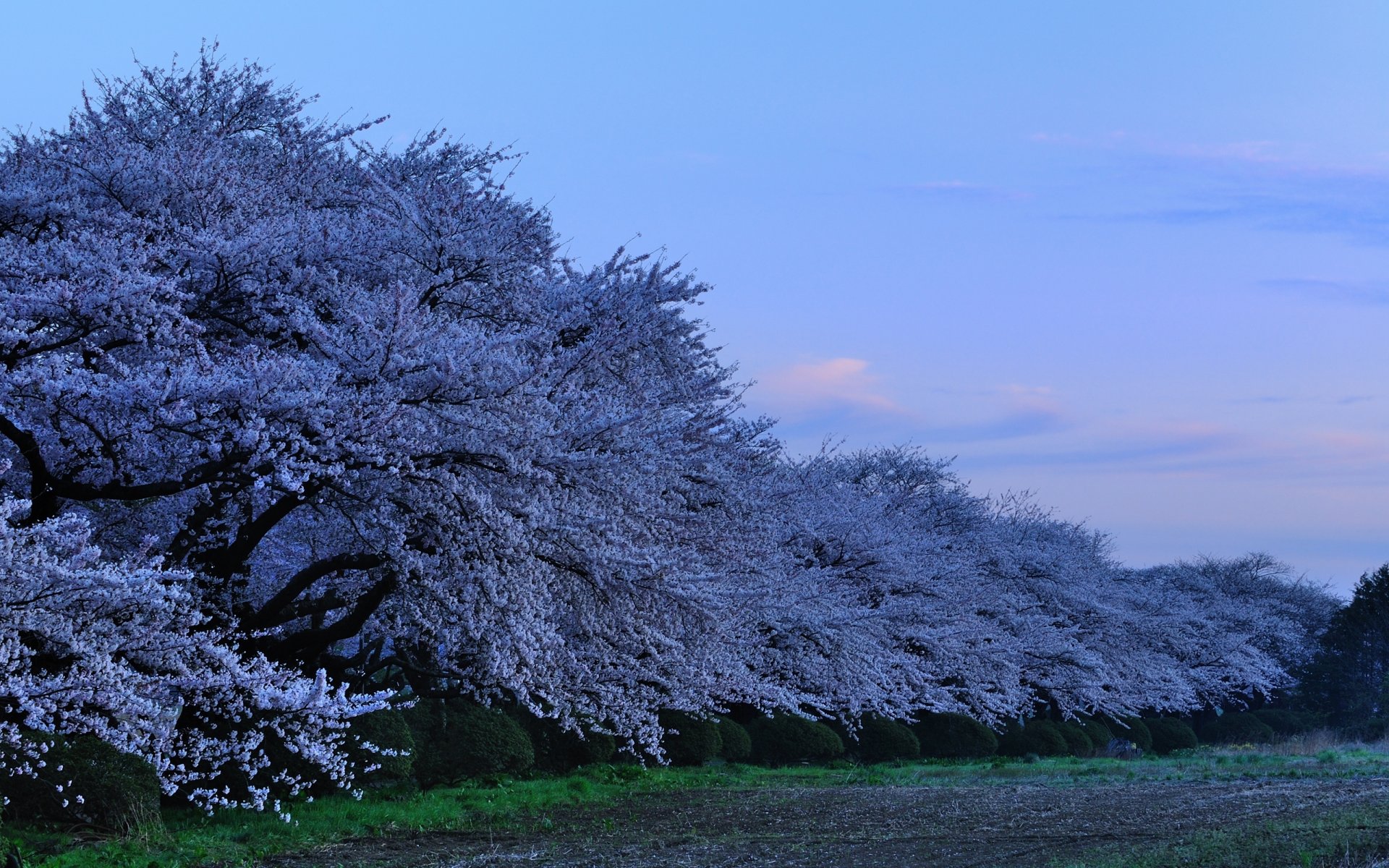 japon kitakami tenshochi parc préfectoral à kitakami sakura fleurs de cerisier soirée parc dans la préfecture de kitakami fleur de cerisier