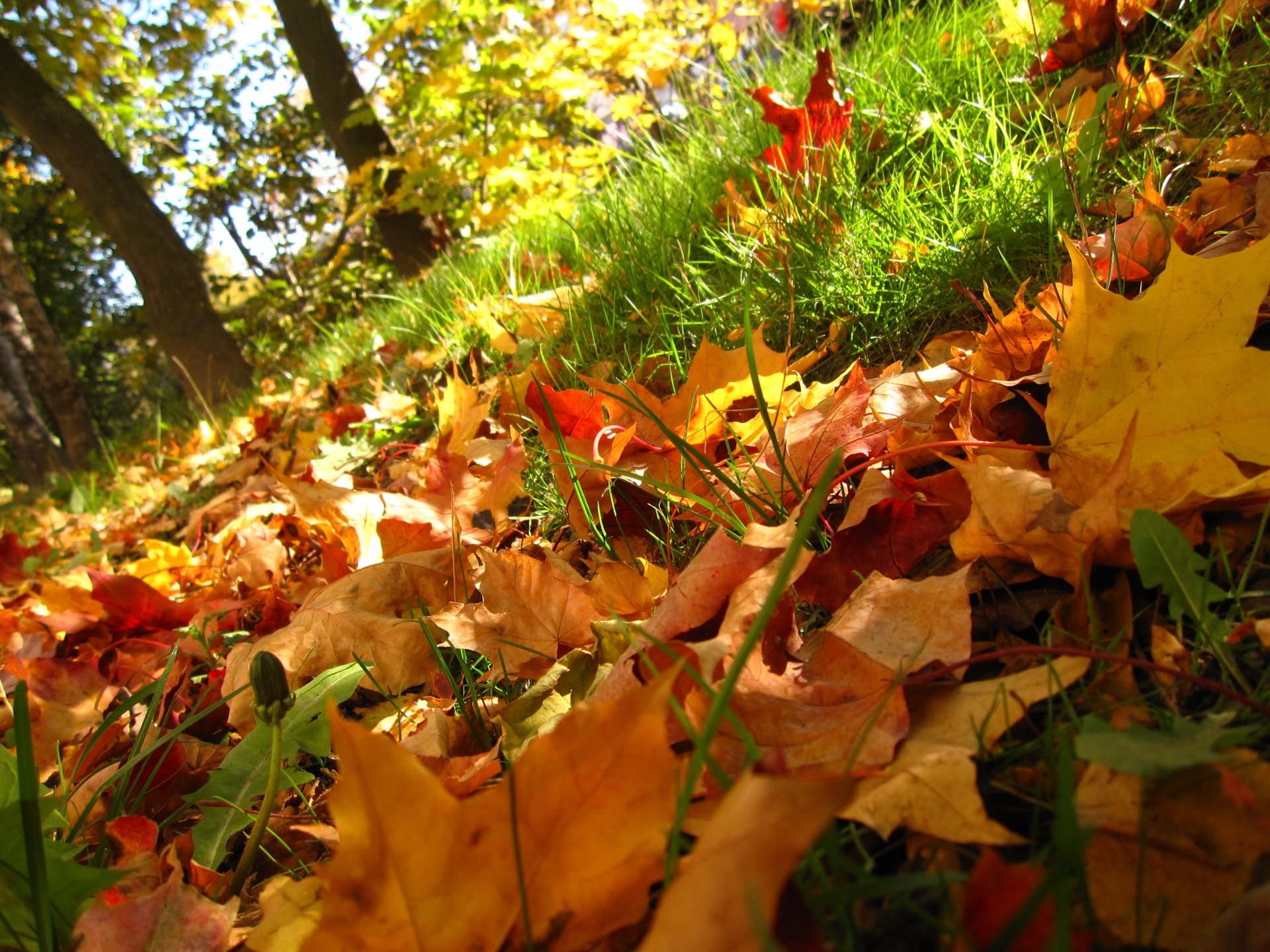 naturaleza otoño hojas hierba árboles