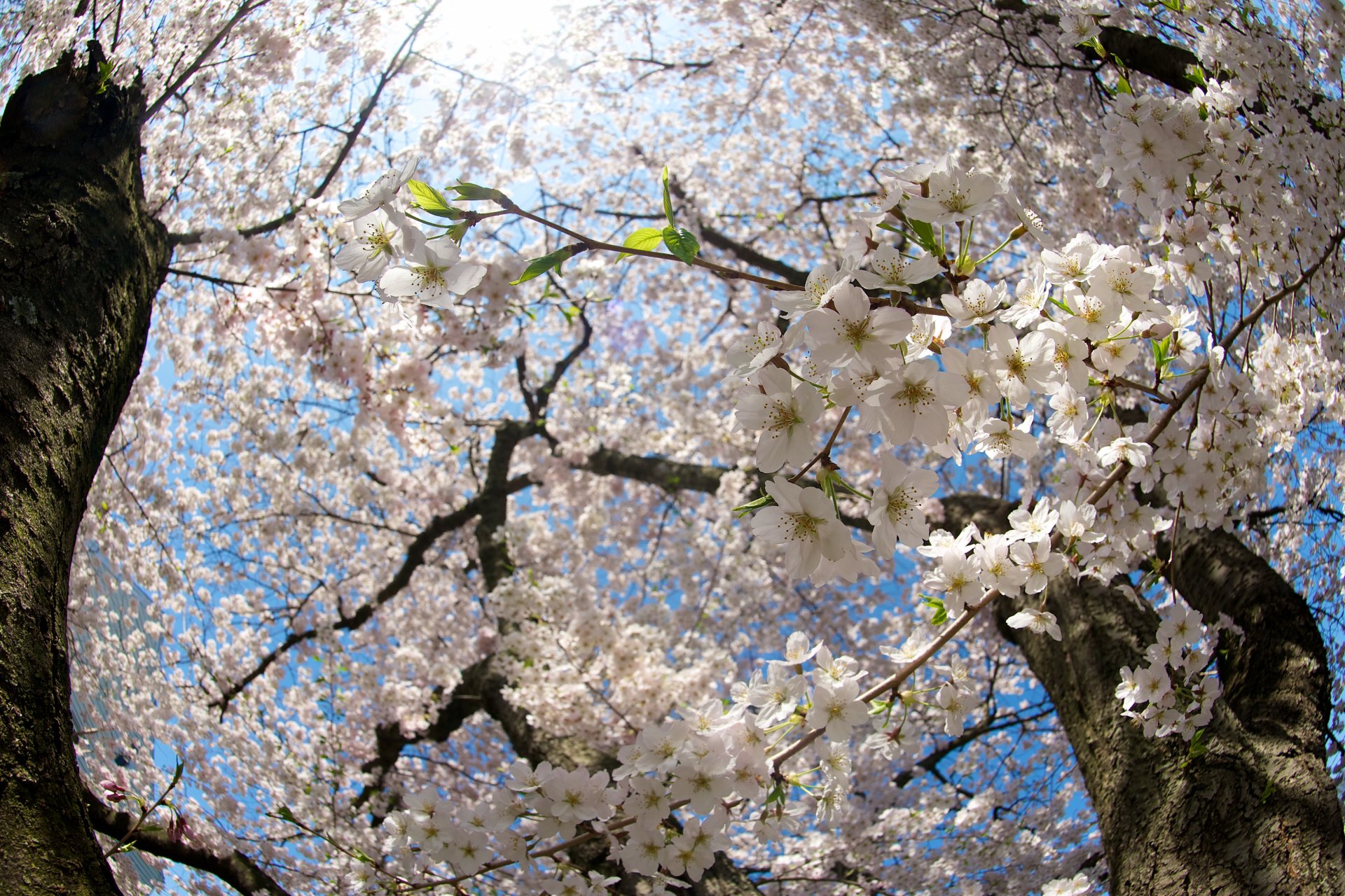 ciliegia fioritura tronchi rami rami fiori sole luce primavera natura