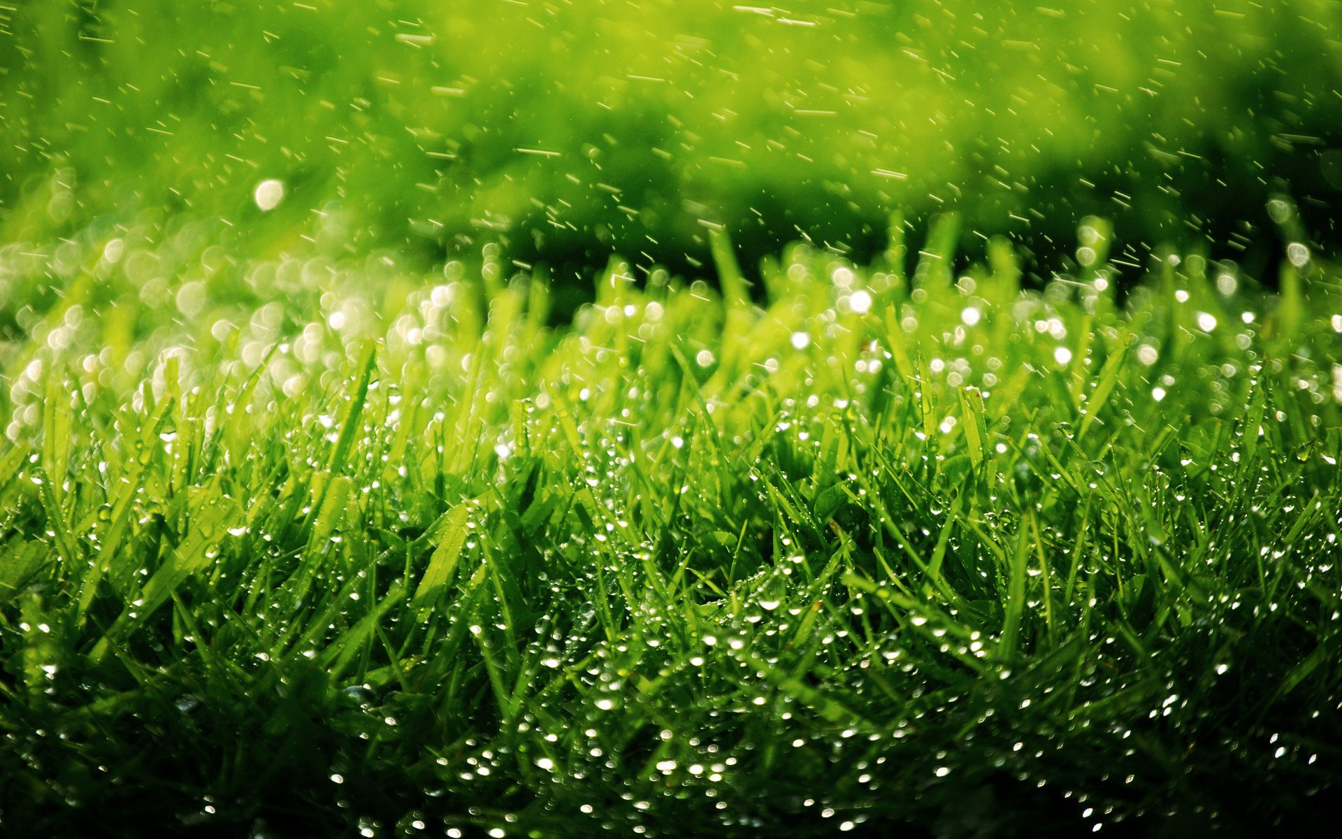 naturaleza plantas hierba vegetación césped gotas salpicaduras fondo fondo de pantalla