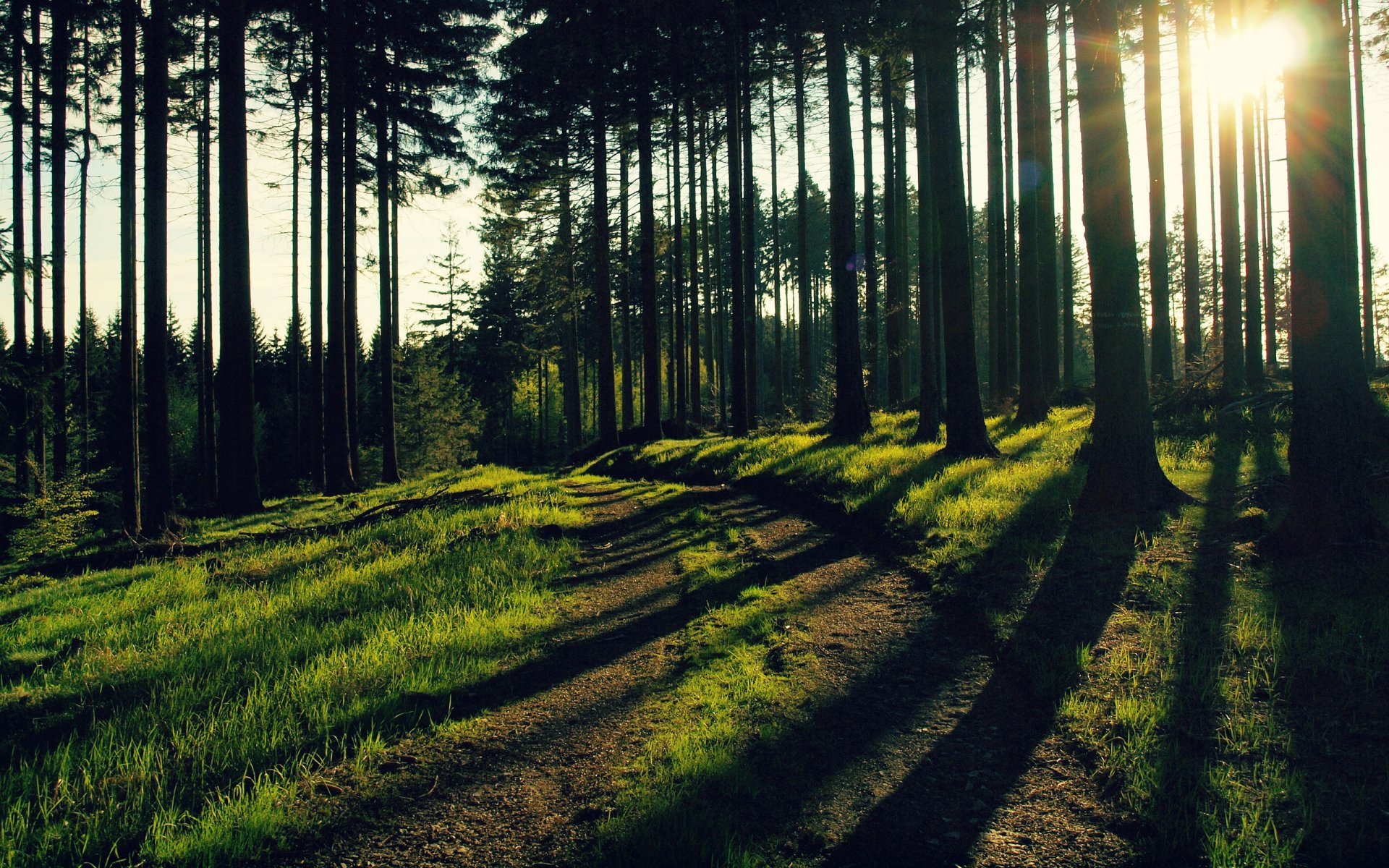 the nature of the forest forest tree night light rays sun grass green trunks leaves foliage