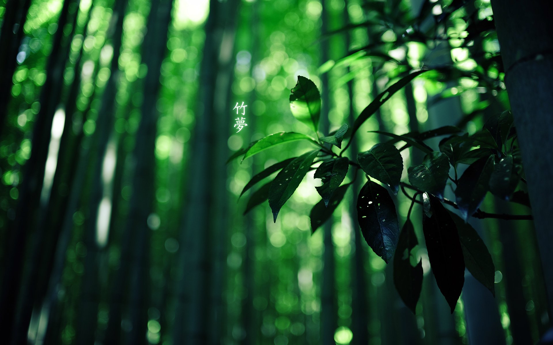 foresta bambù geroglifici verde