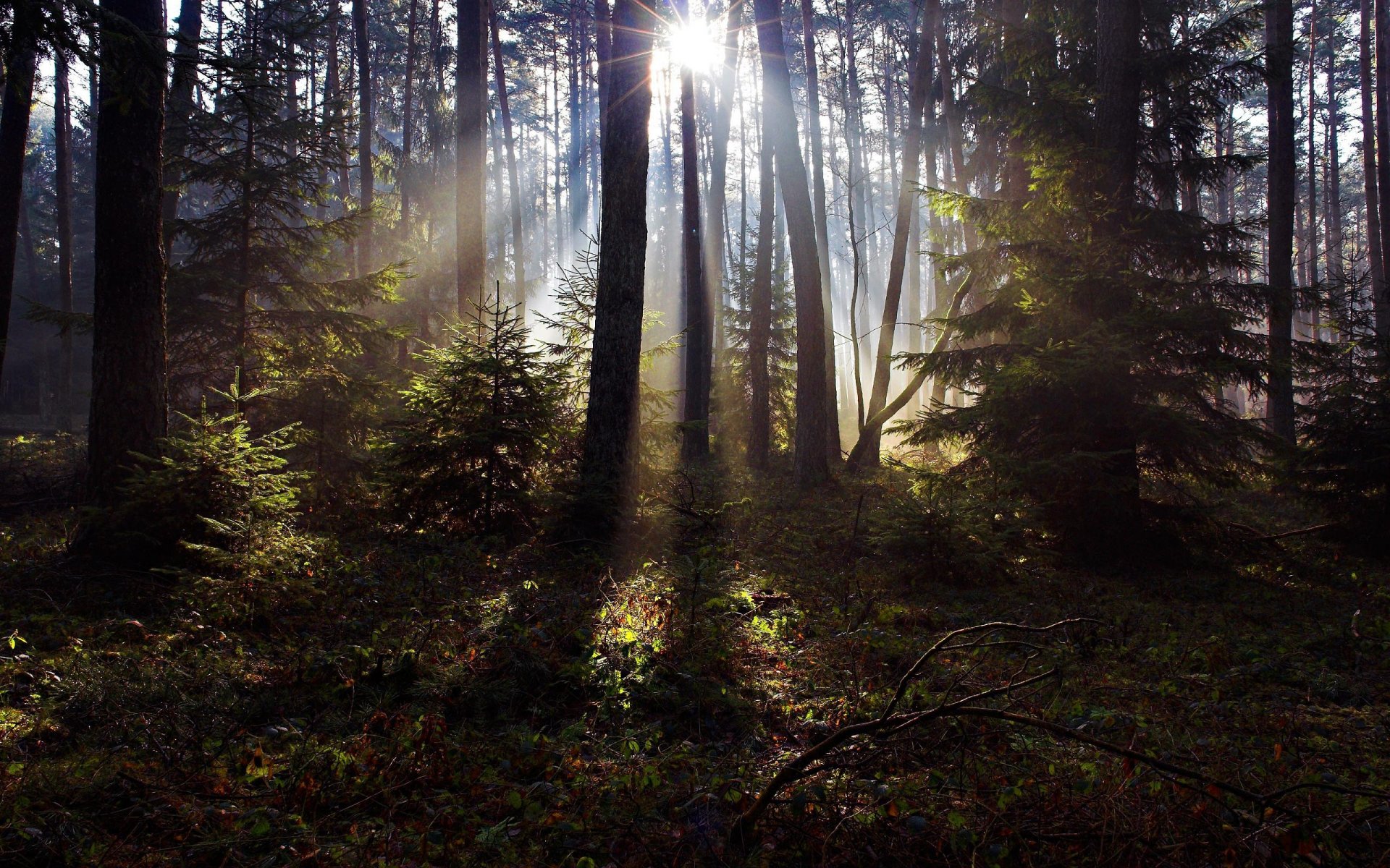 forêt arbres épinettes pins herbe feuillage soleil rayons lumière