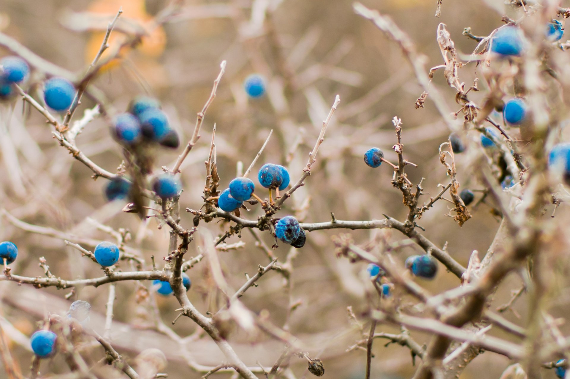 mirtillo autunno luce blu