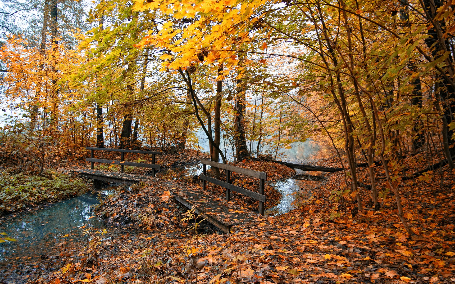 herbst natur fotos orte bäume blätter