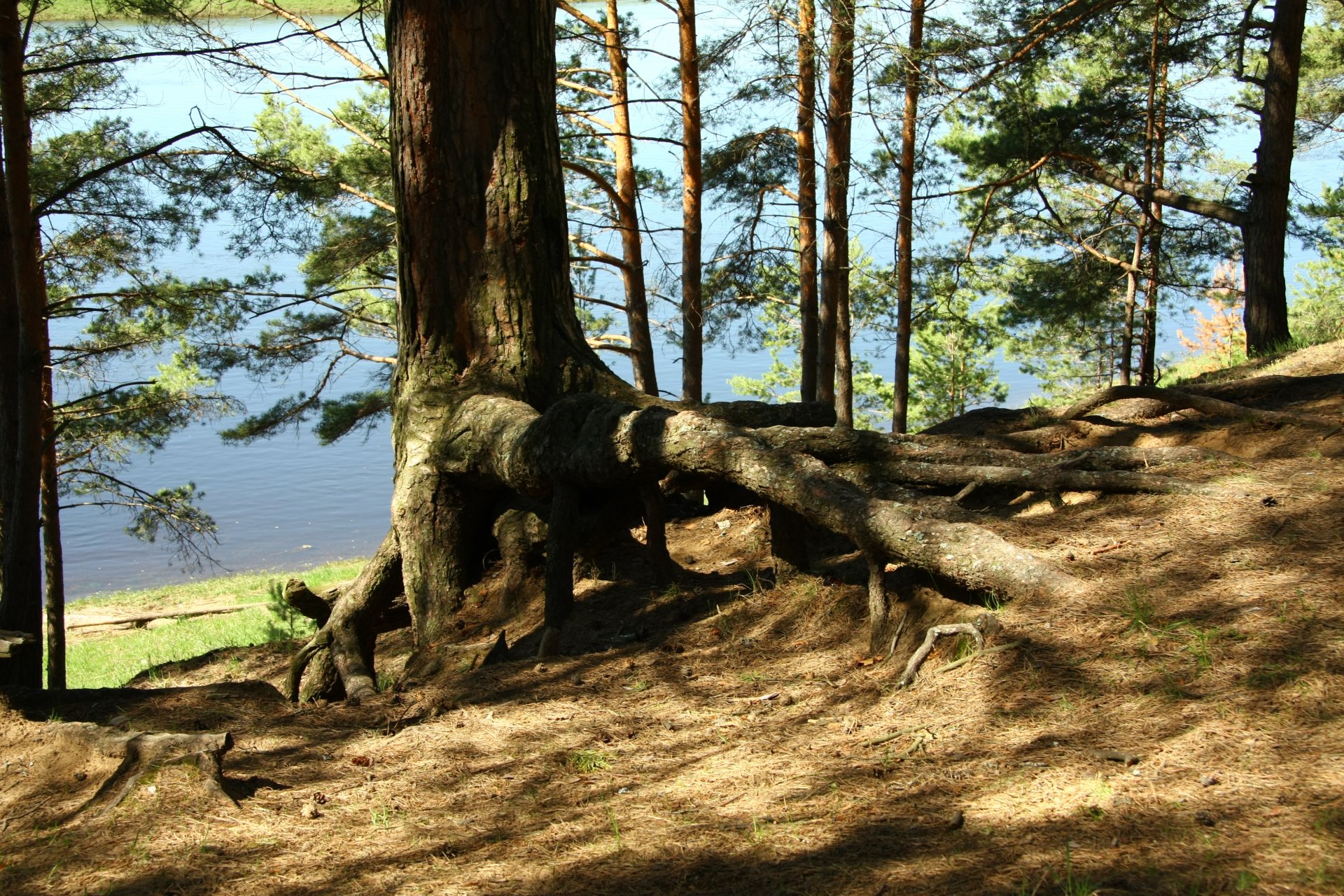 natur kiefer wurzeln fluss ufer wald bäume morgen zu fuß