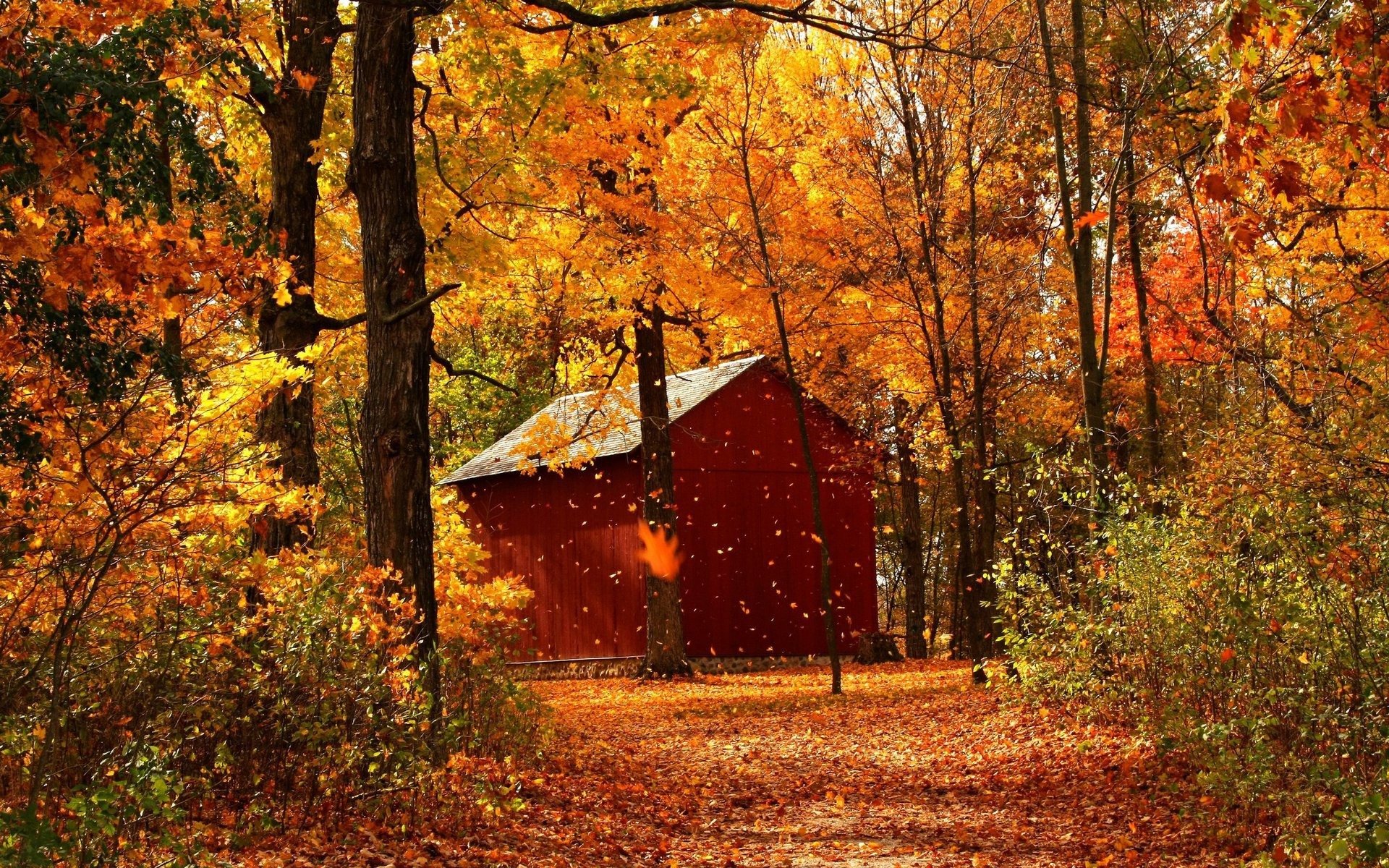 herbst wald hütte bäume blätter fußweg park gehweg natur landschaft