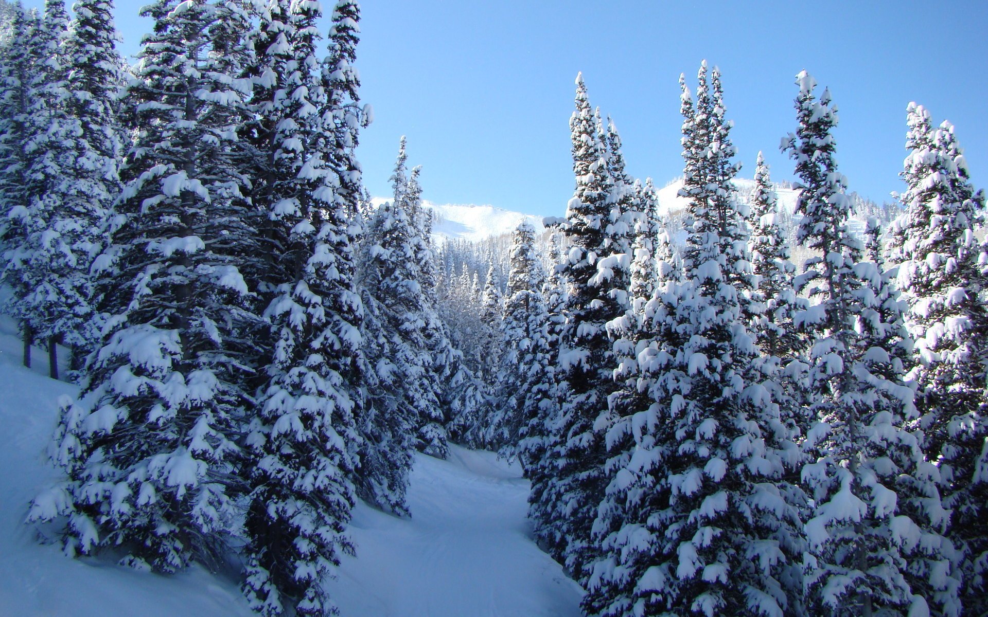 natura paesaggio inverno neve alberi