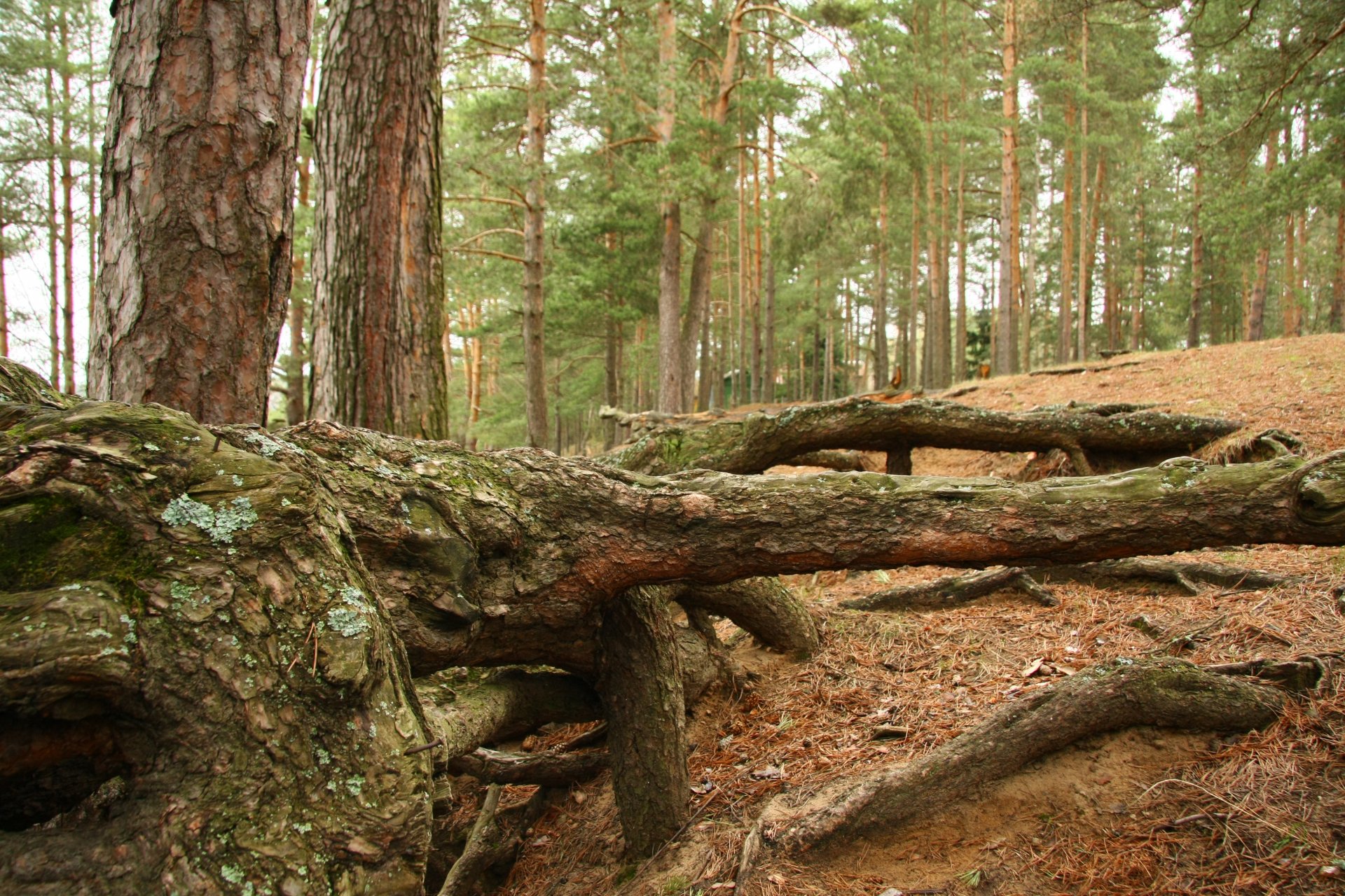 natura krajobraz las sosny korzenie spacer relaks nastrój