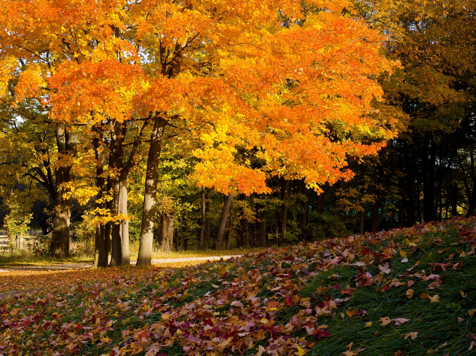 bäume laub abdeckung herbst voraus herbstfarben