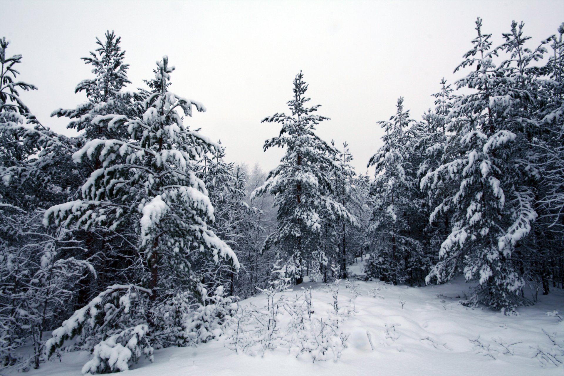 winter forest snow tree