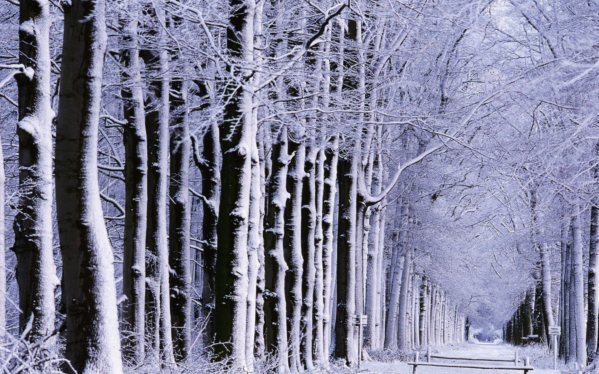 nature parks alleys alley forest trees road roads snow winter winter mood mood