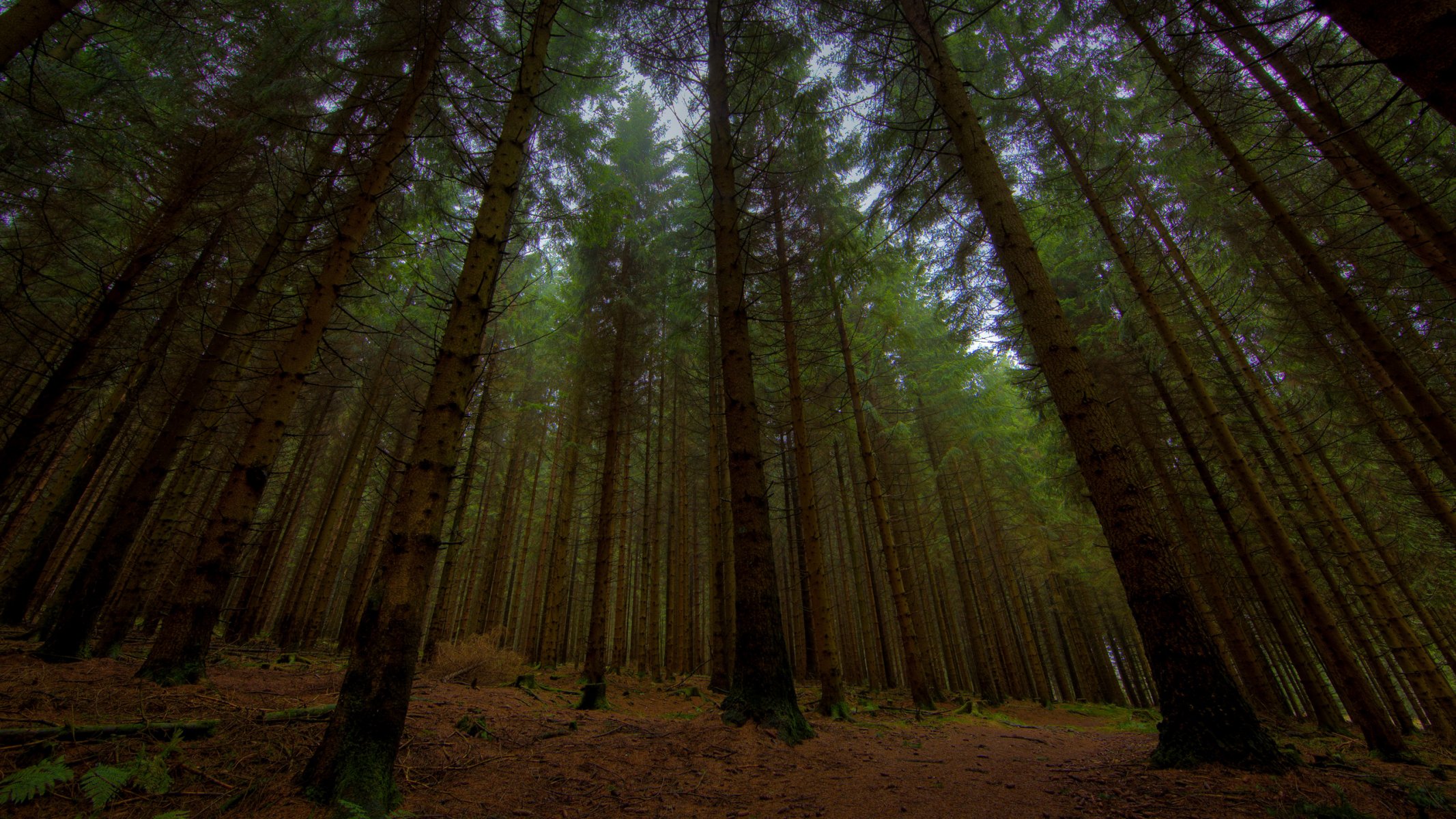 full hd 2560x1440 naturaleza foto en el bosque bosque árbol árboles anochecer noche