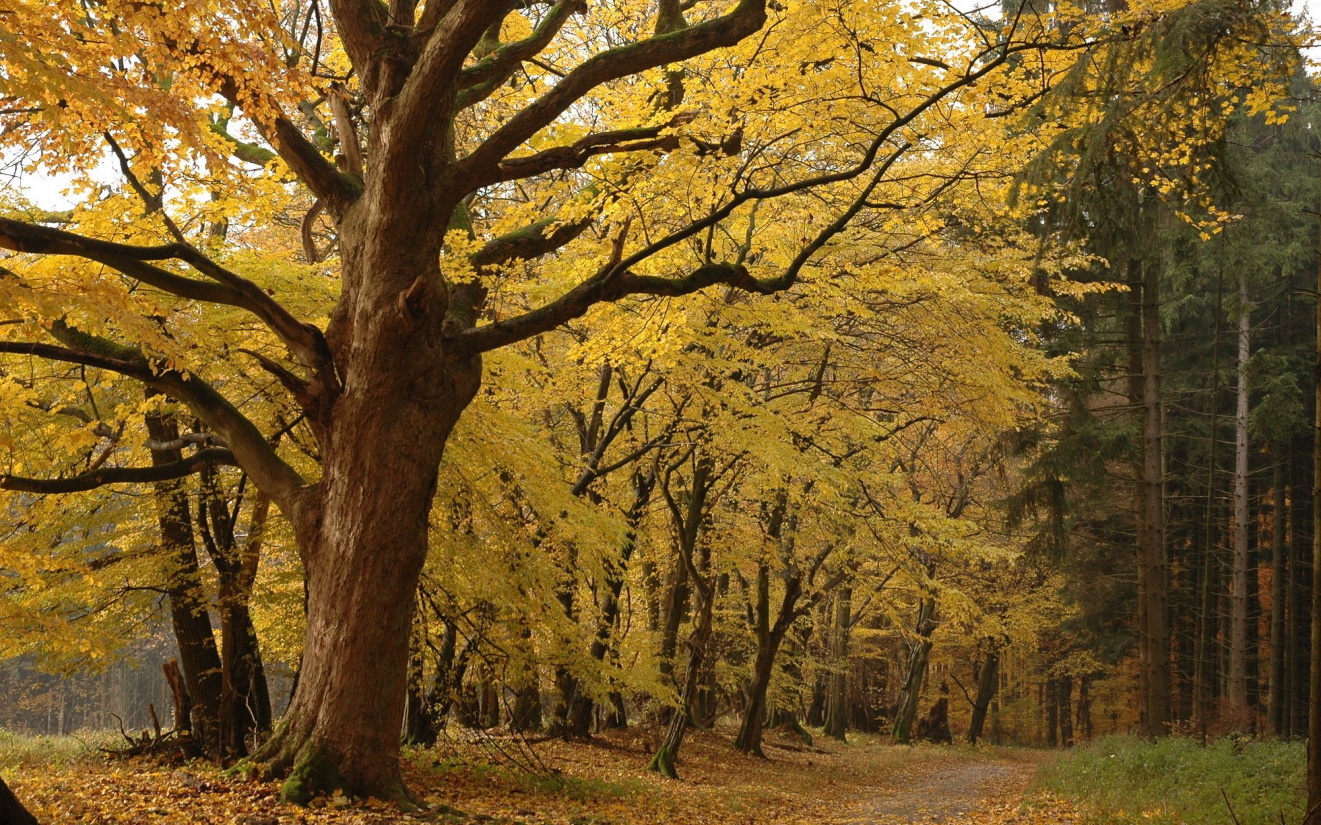 jesień park leśny las drzewa liście żółte