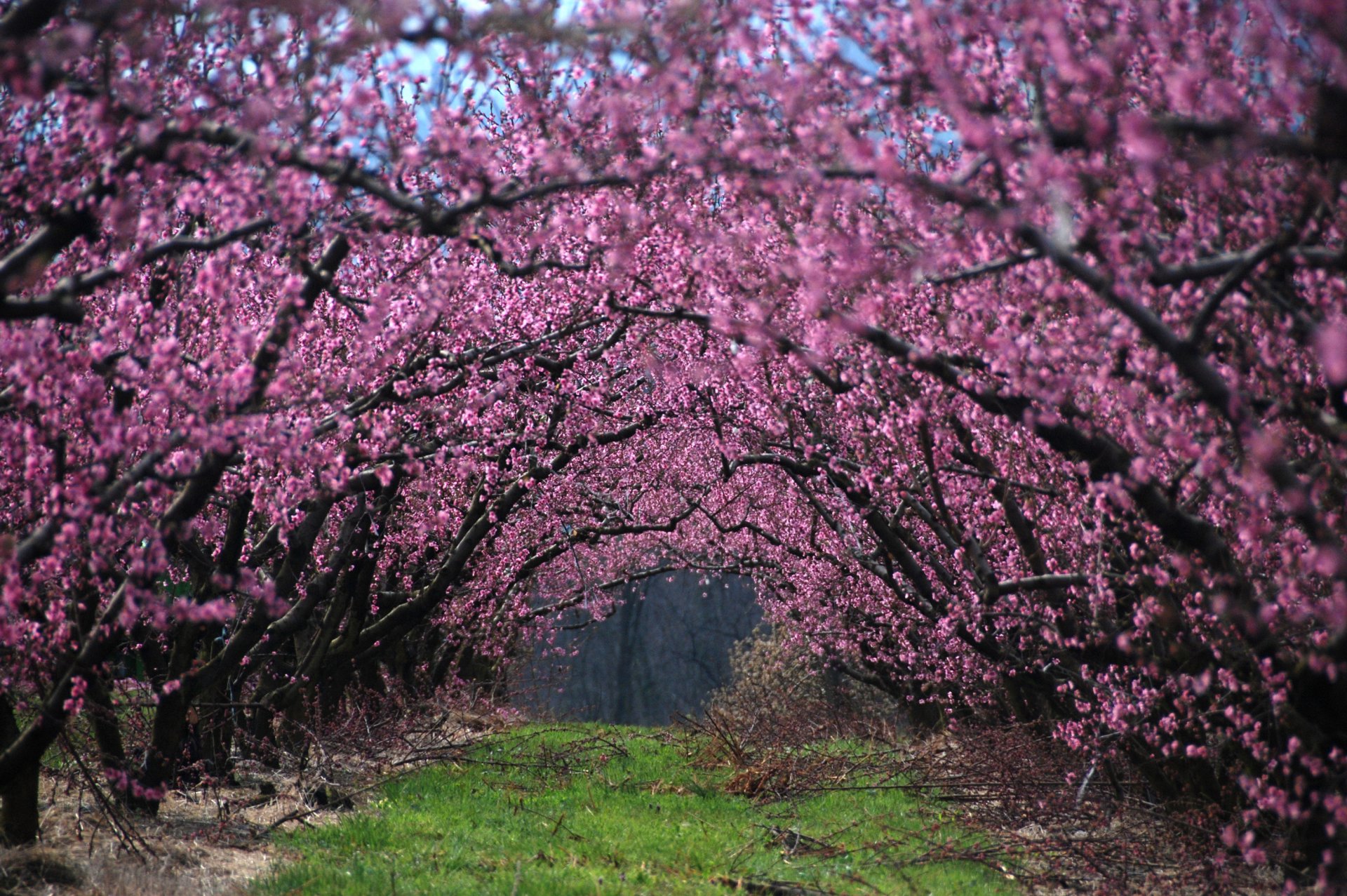 pring bloom tree flower branch branches grass alley nature