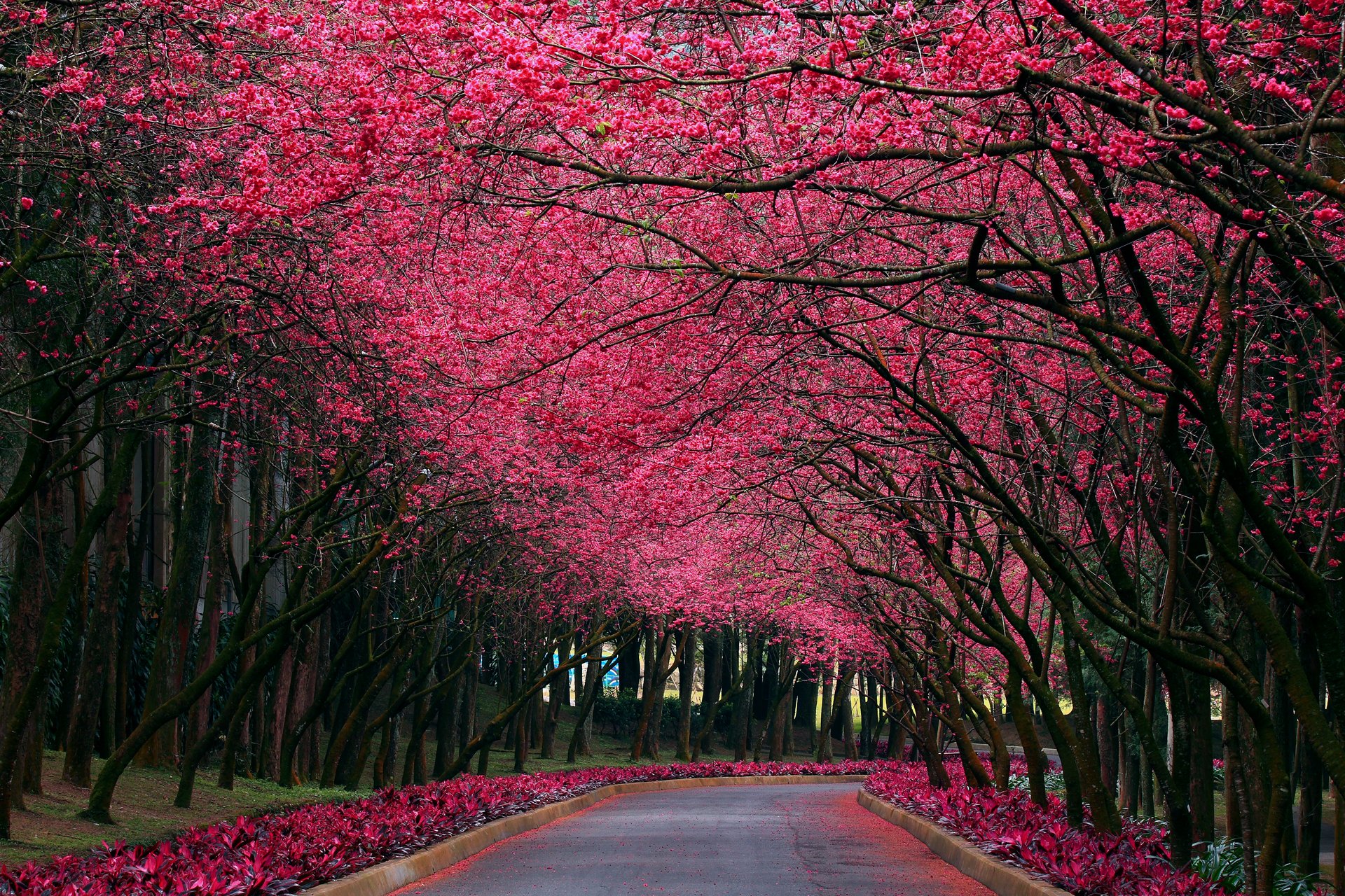 naturaleza parque callejón sakura color primavera