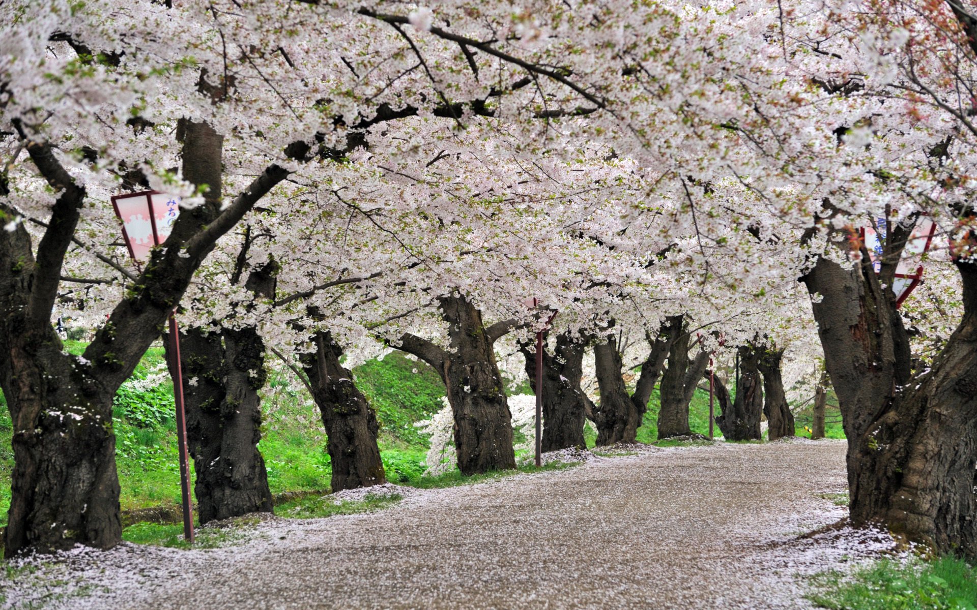 japonia hirosaki park sakura kwiat wiśni wiosna hirosaki park kwiat wiśni wiosna