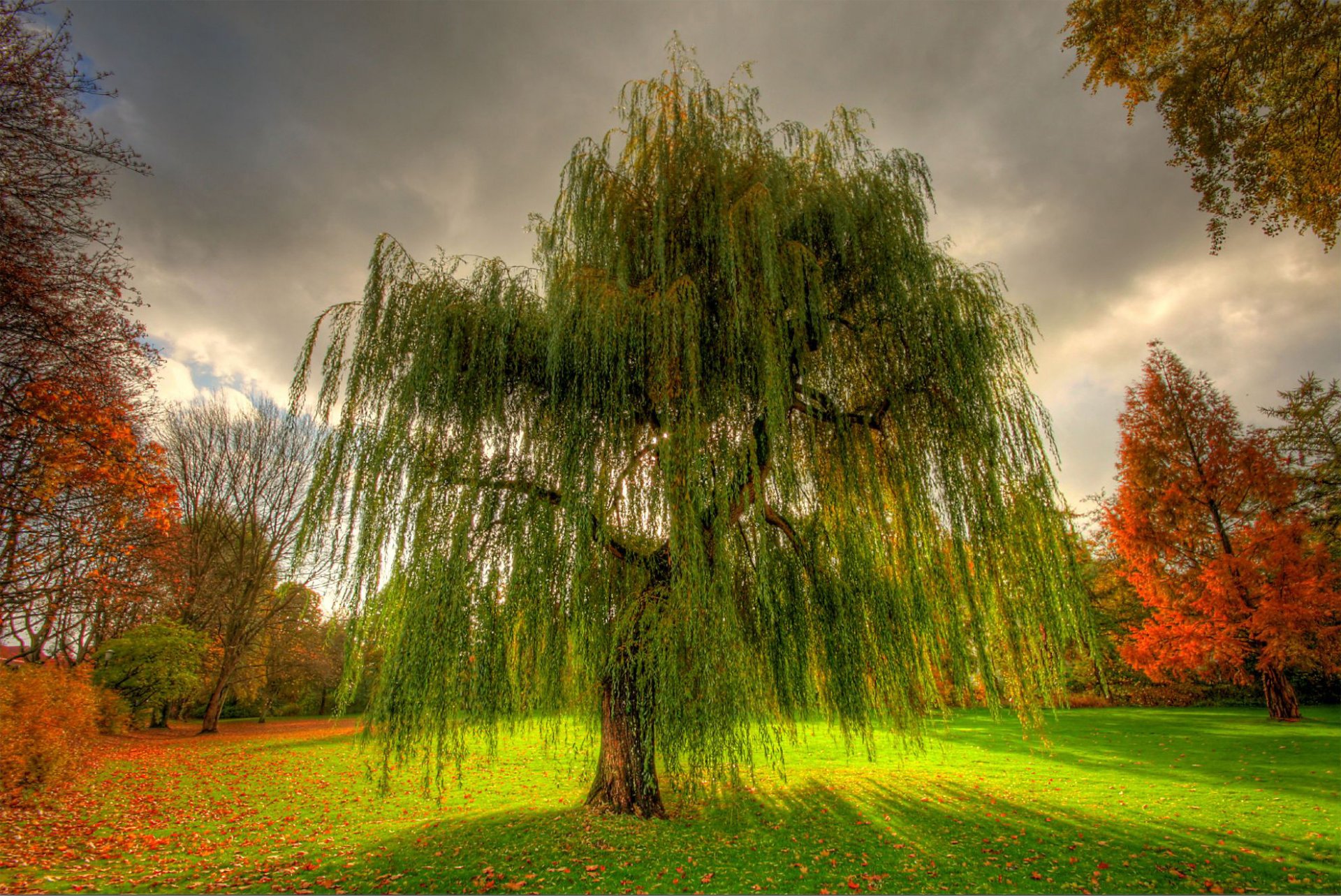 nature automne parc saule