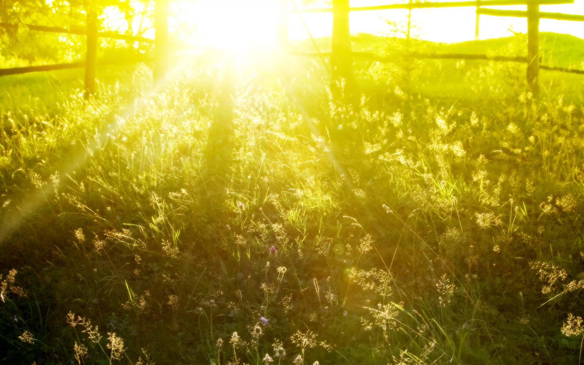 belle nature herbe clôtures matin soleil lumière rayons été