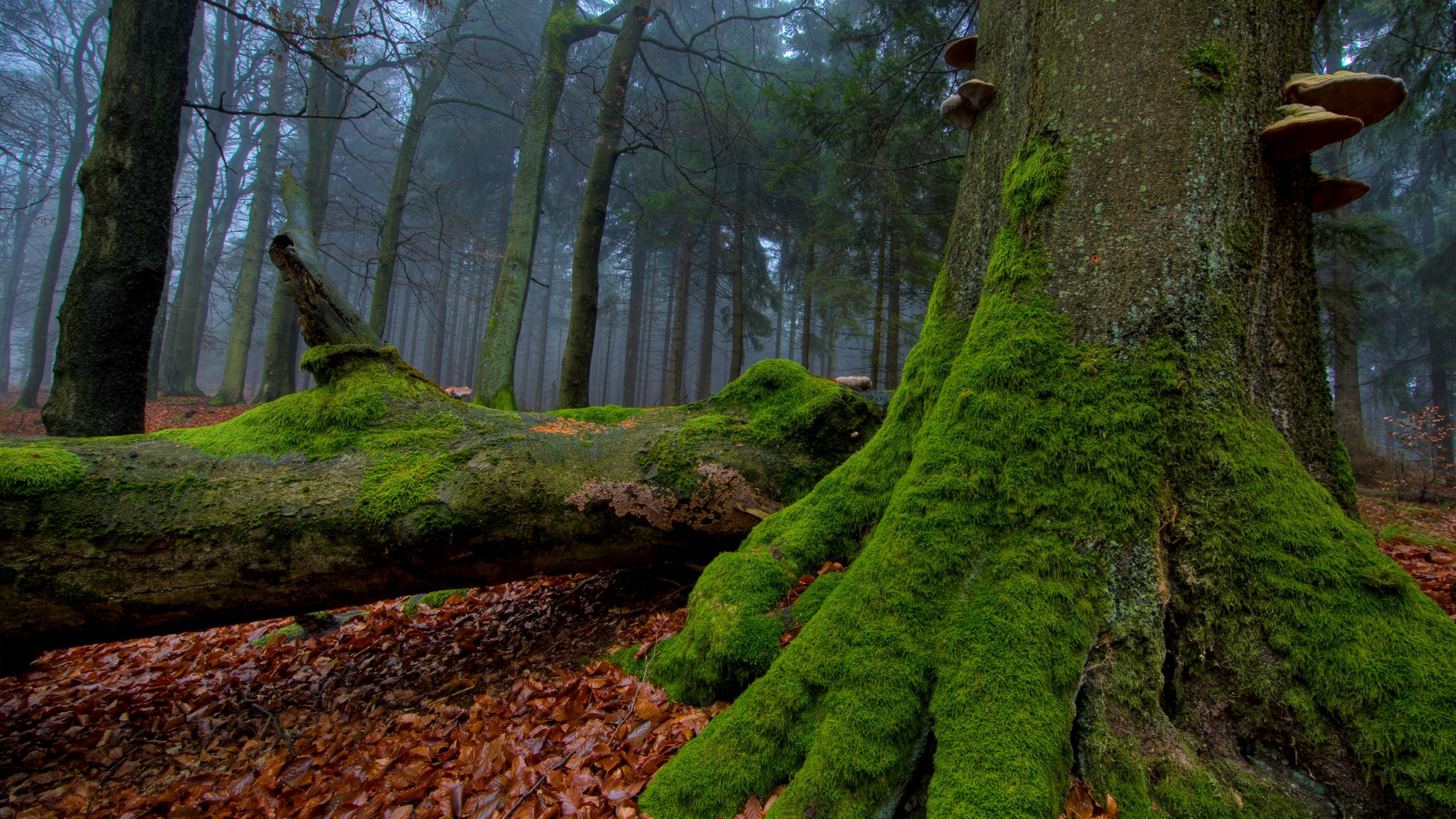 autumn foliage tree trunks moss mushroom